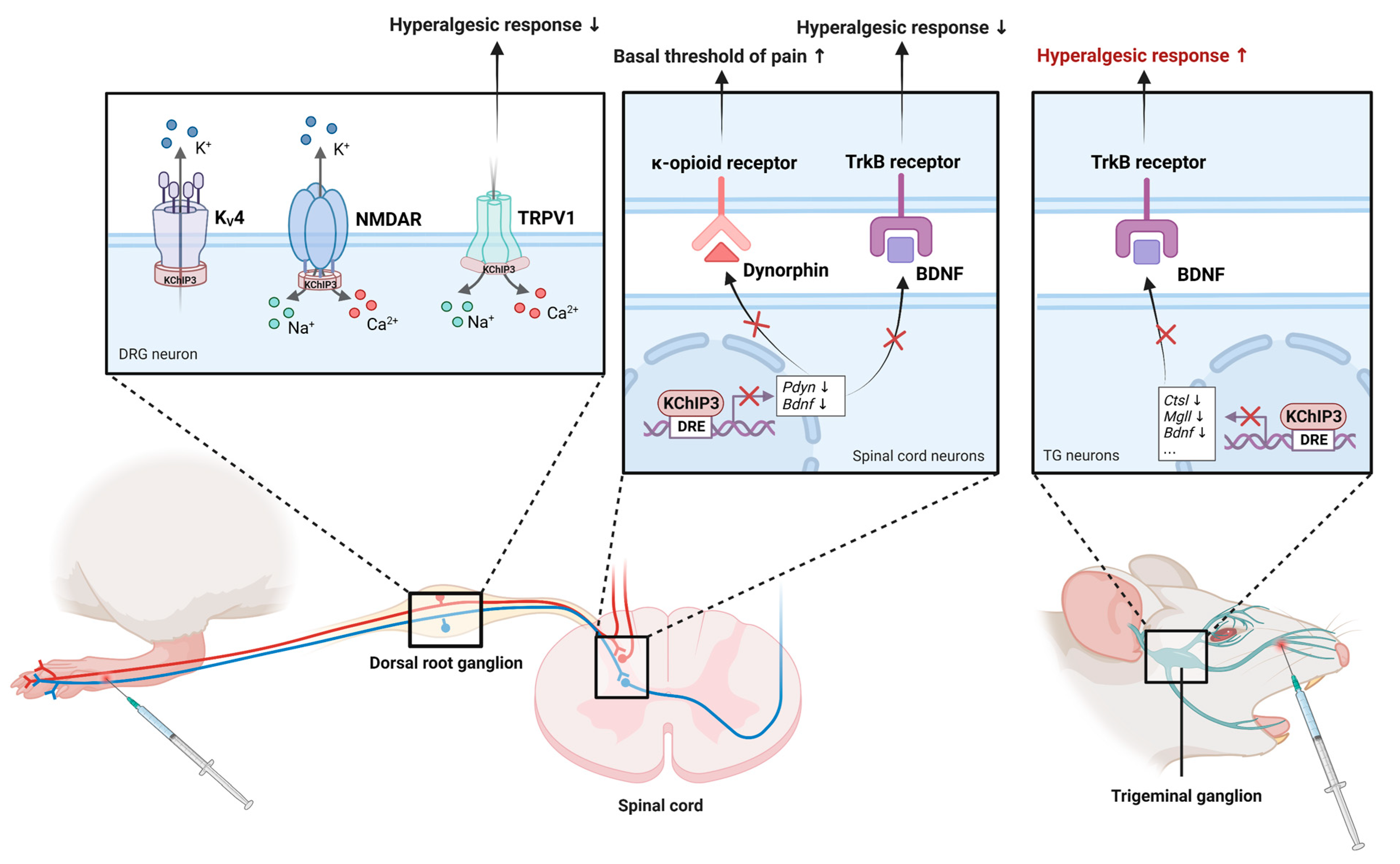 Cells 12 01894 g006 Cells 12 01894 g006