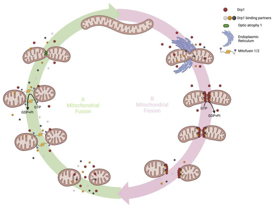 The Role of Mitochondrial Dynamics and Mitotic Fission in Regulating ...