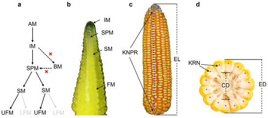The Genetic Structures and Molecular Mechanisms Underlying