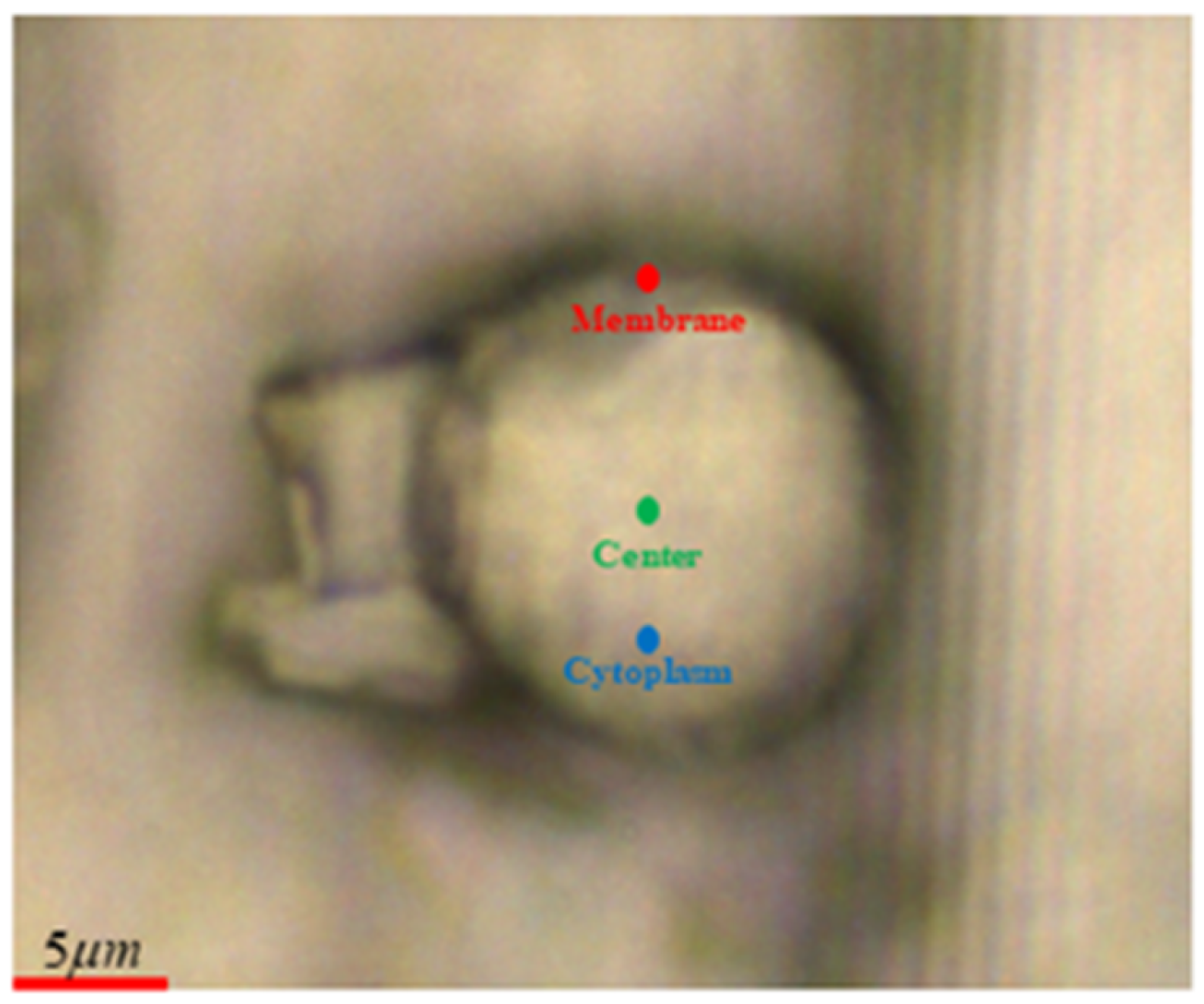 Cells 12 01909 g001 Cells 12 01909 g001