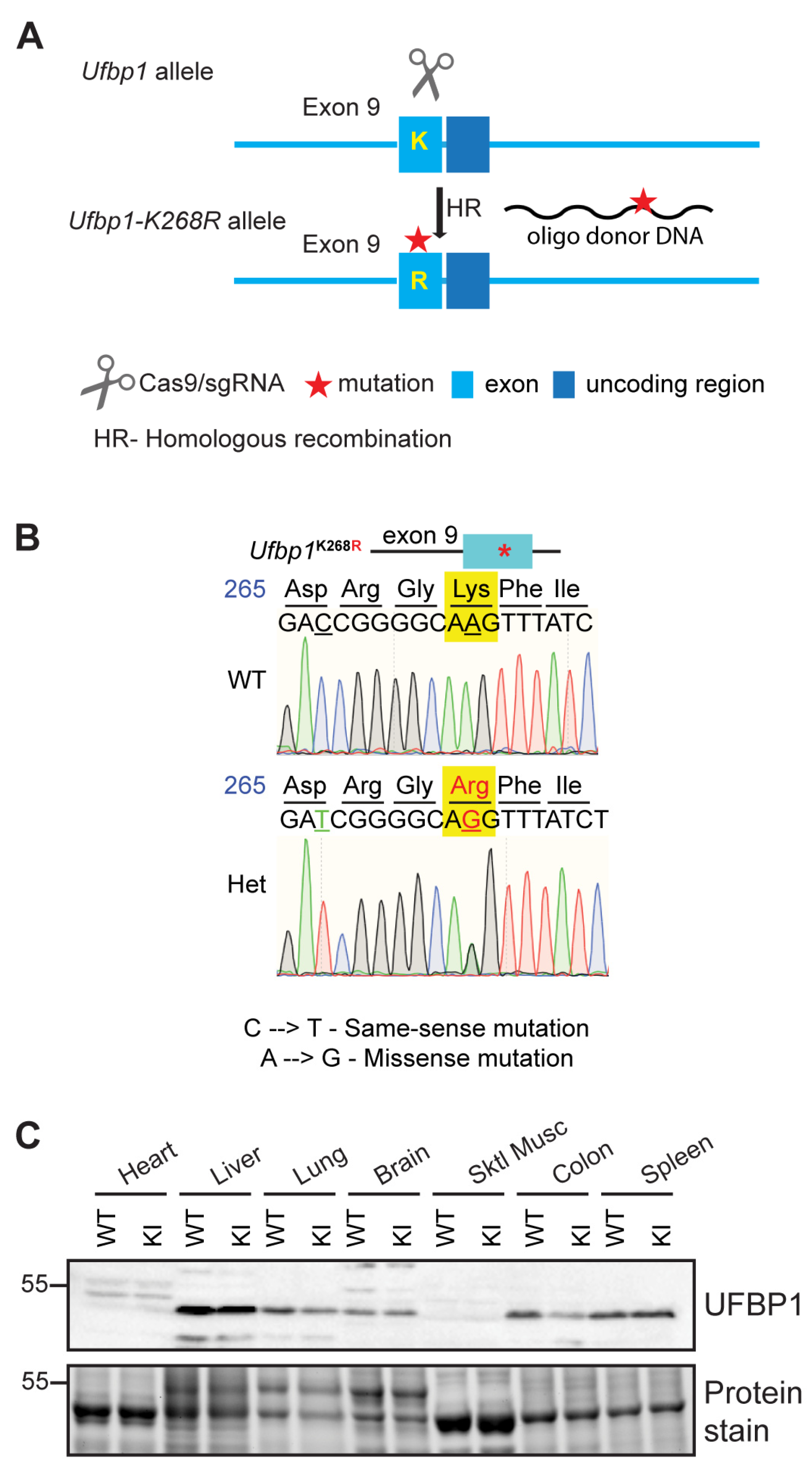 Cells 12 01923 g001 Cells 12 01923 g001