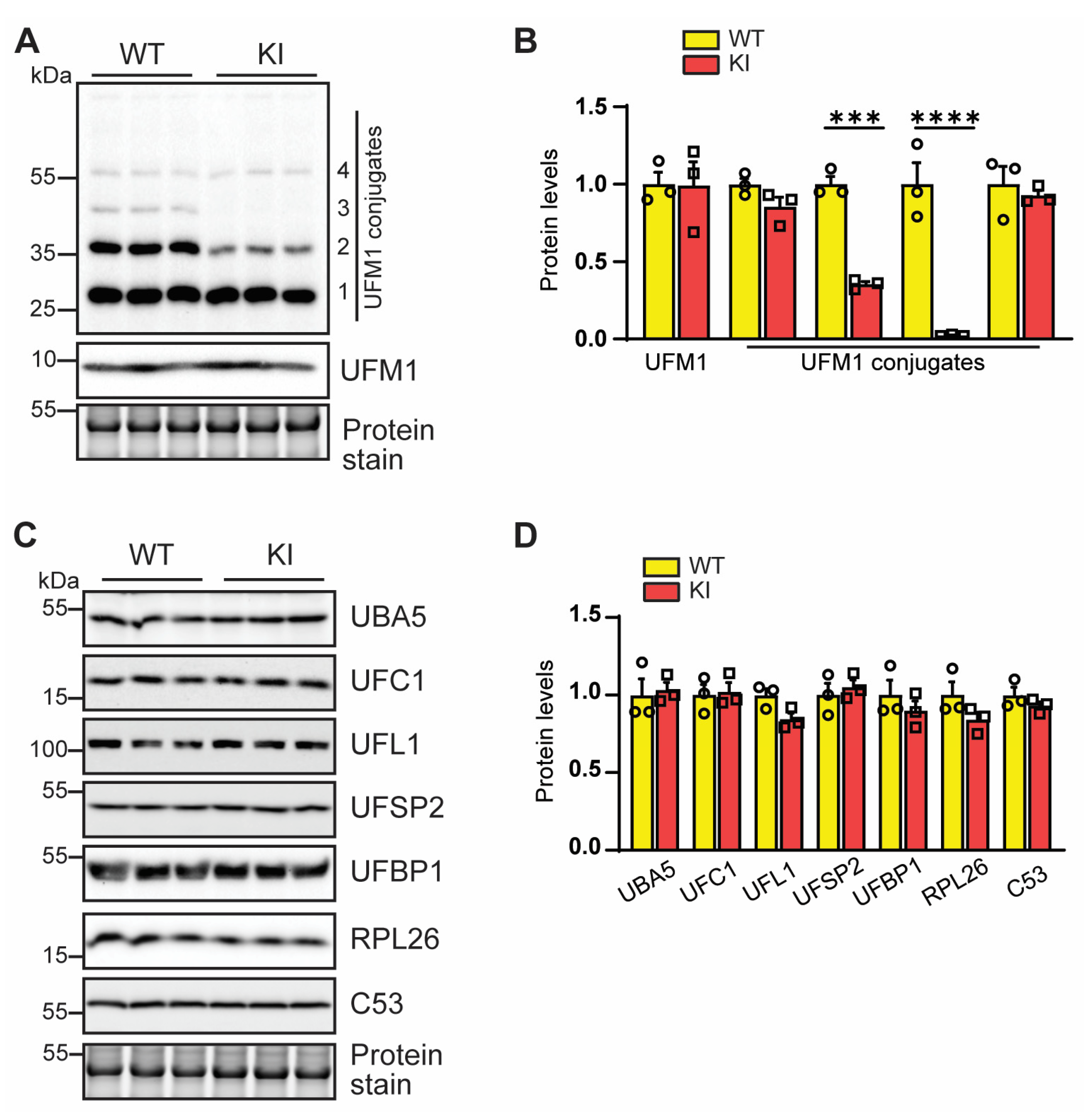 Cells 12 01923 g002 Cells 12 01923 g002