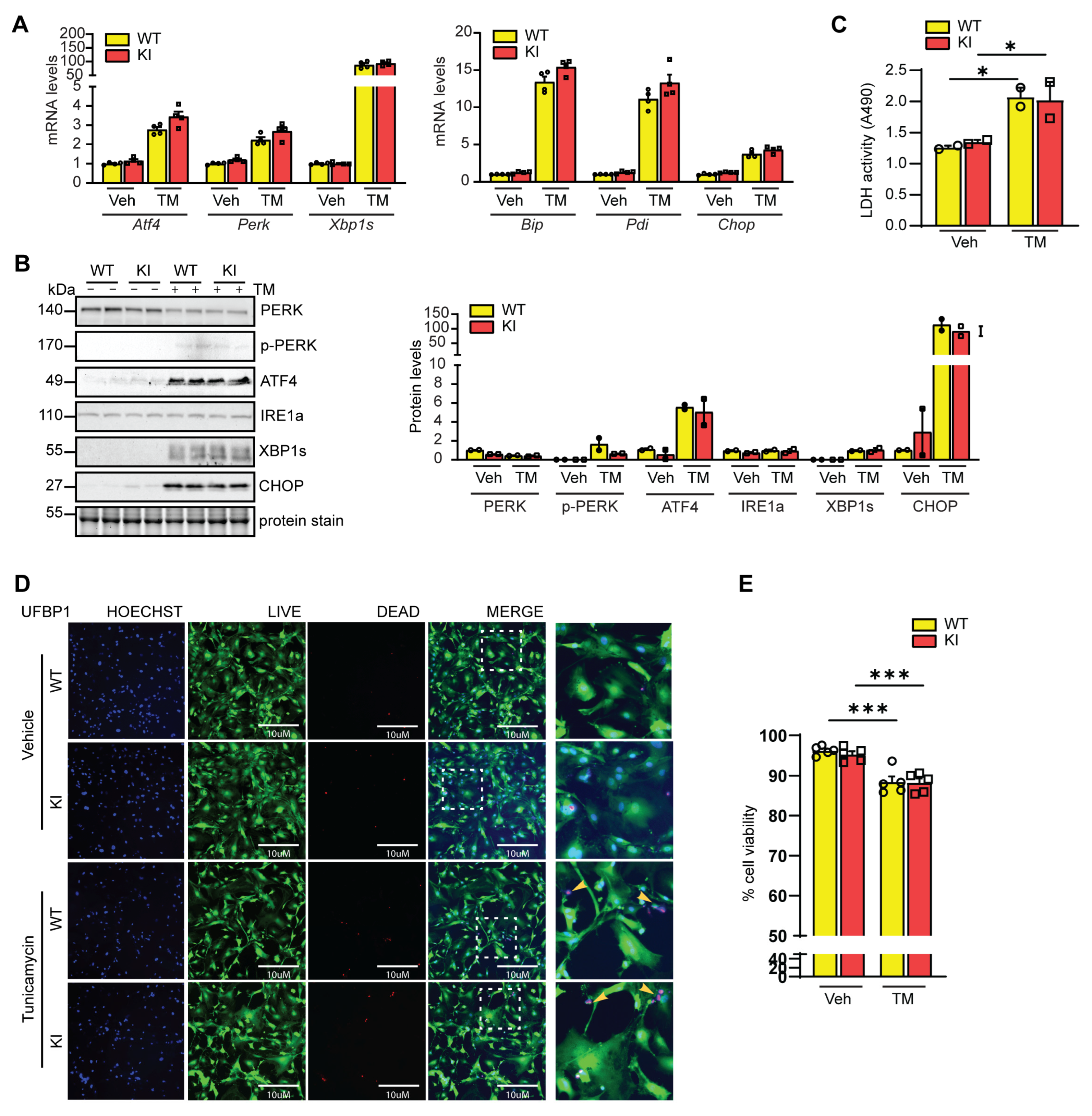 Cells 12 01923 g003 Cells 12 01923 g003