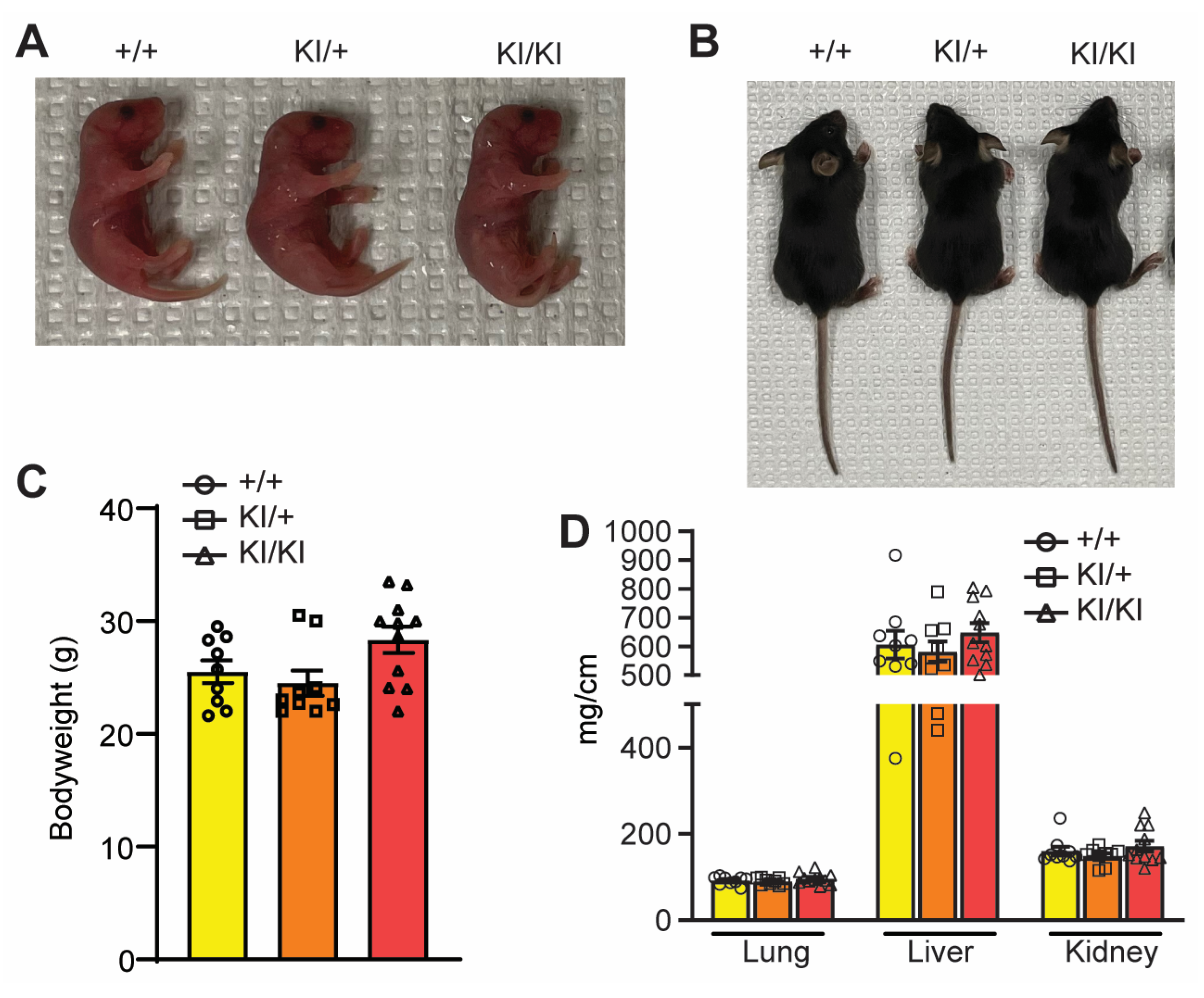 Cells 12 01923 g004 Cells 12 01923 g004