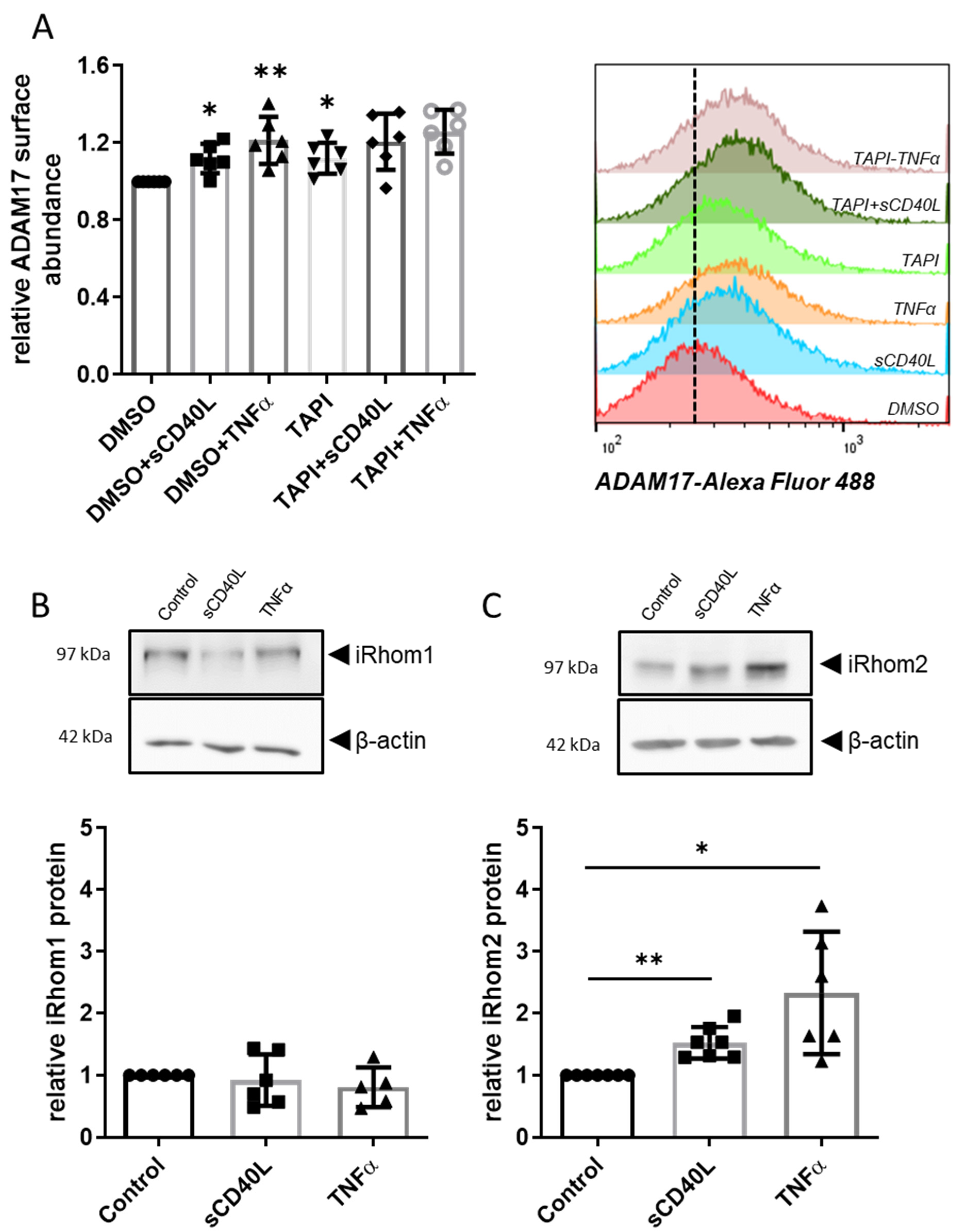 Cells 12 01926 g002 Cells 12 01926 g002