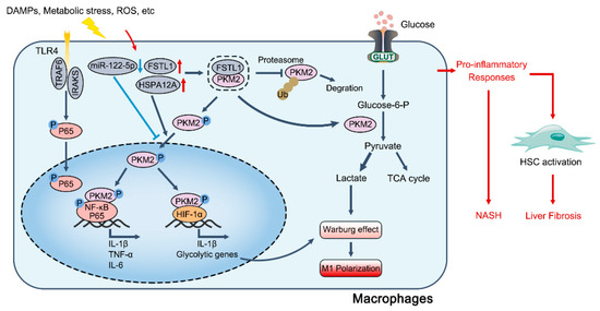 Glycolysis in Chronic Liver Diseases: Mechanistic Insights and