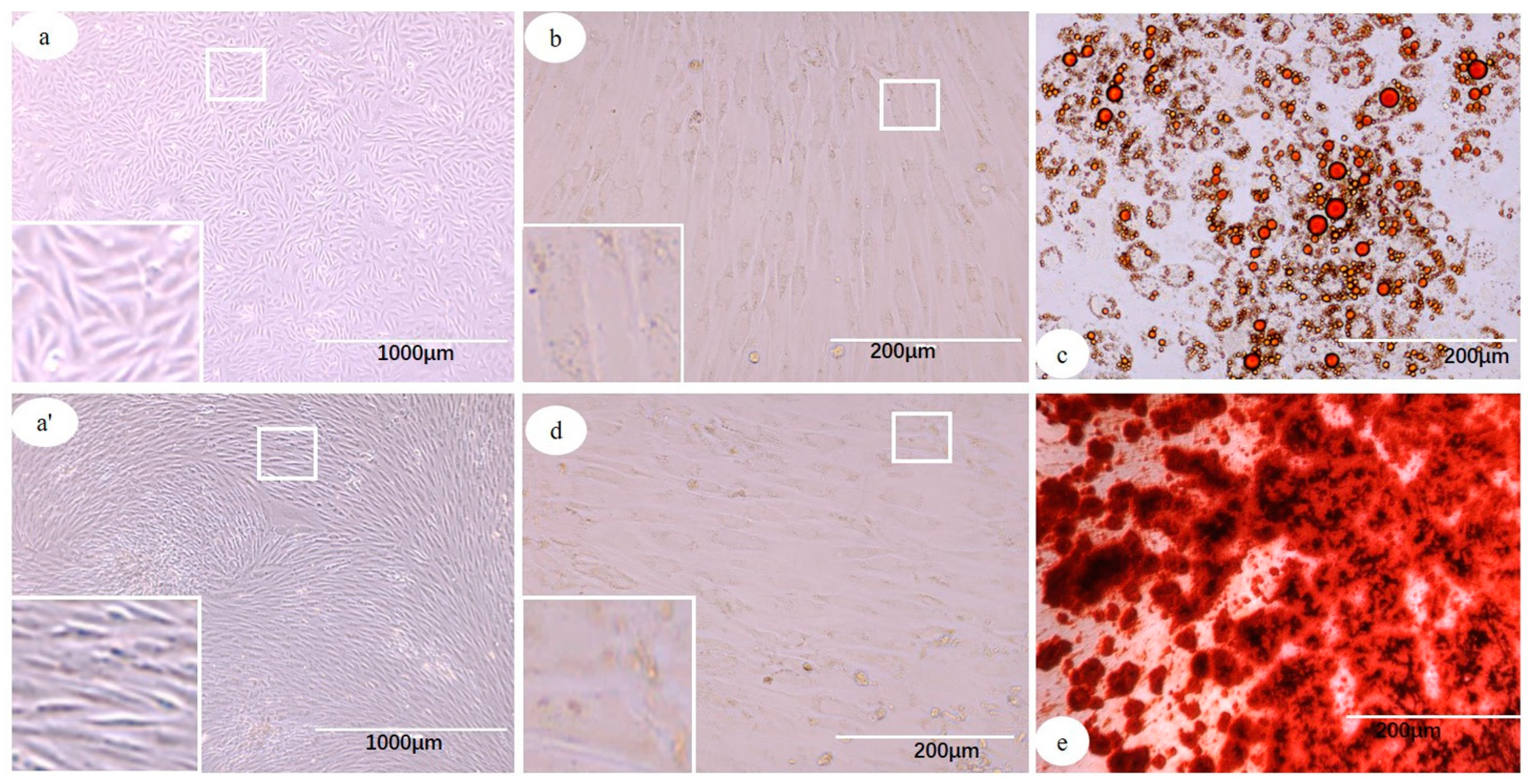 Cells 12 01936 g001 Cells 12 01936 g001