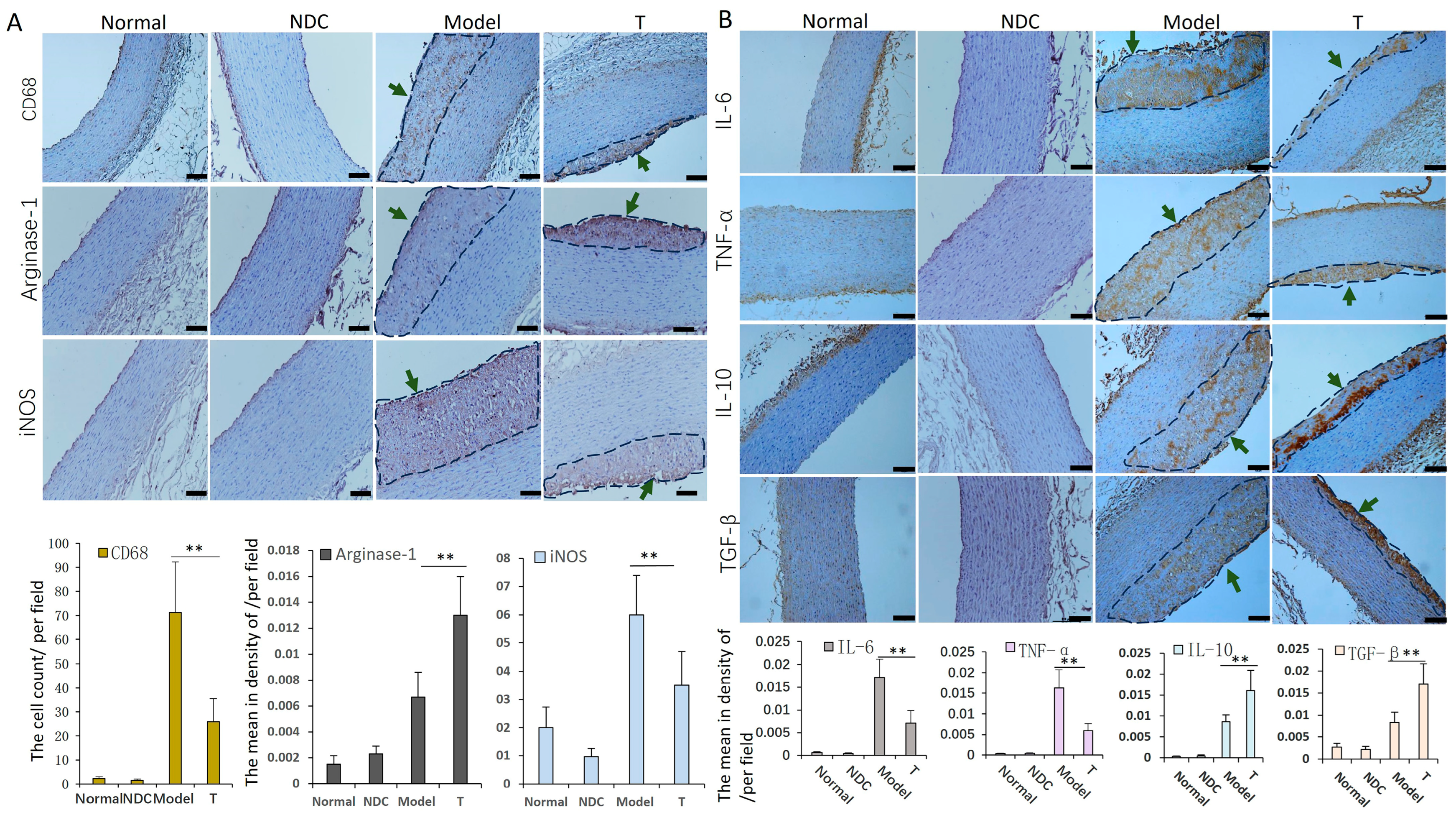 Cells 12 01936 g005 Cells 12 01936 g005