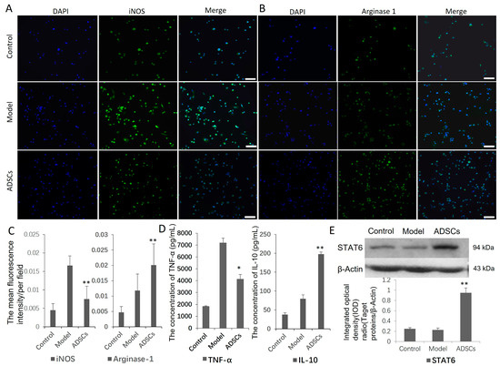 Allogeneic Adipose-Derived Mesenchymal Stem Cell