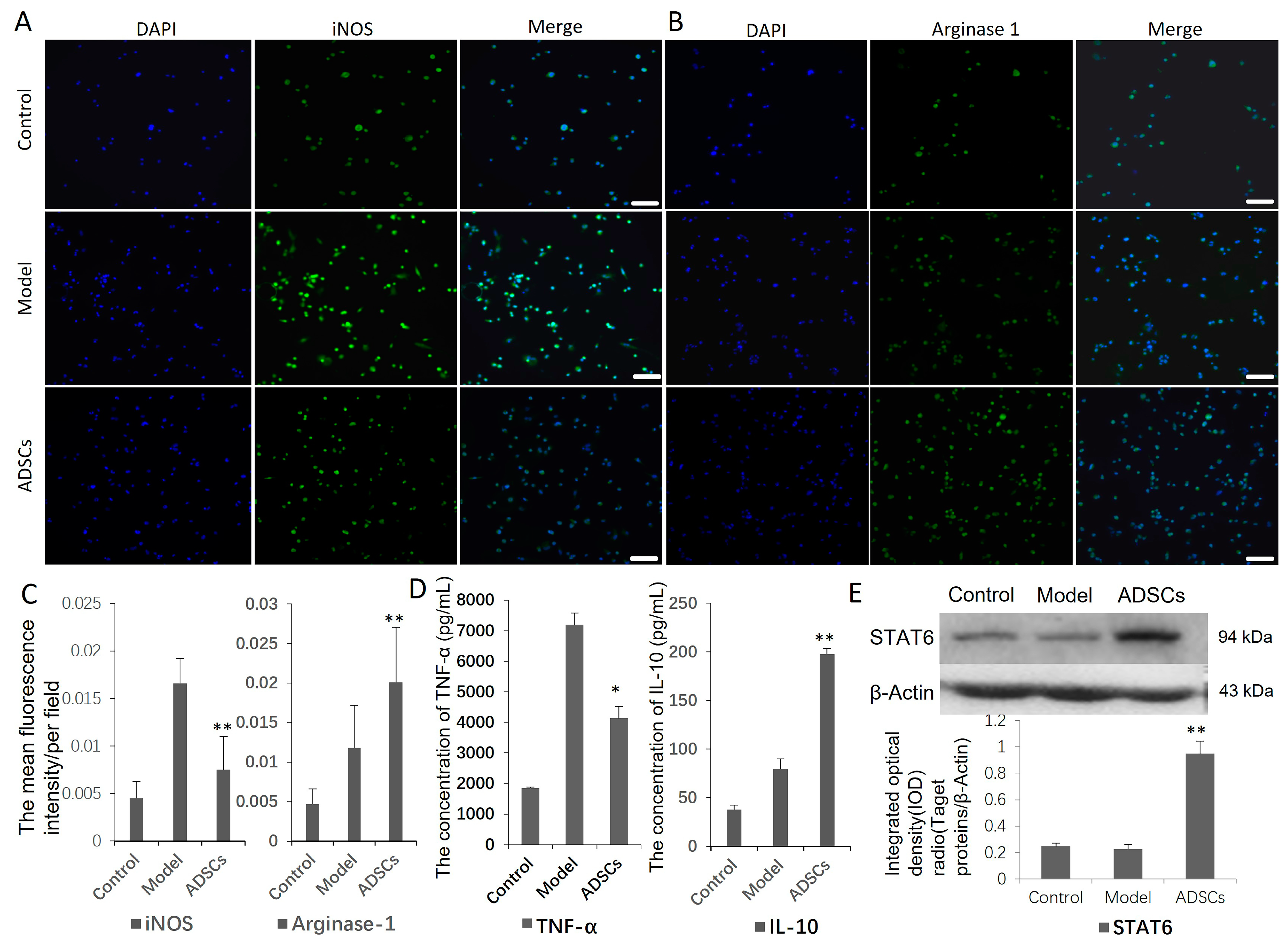 Cells 12 01936 g006 Cells 12 01936 g006