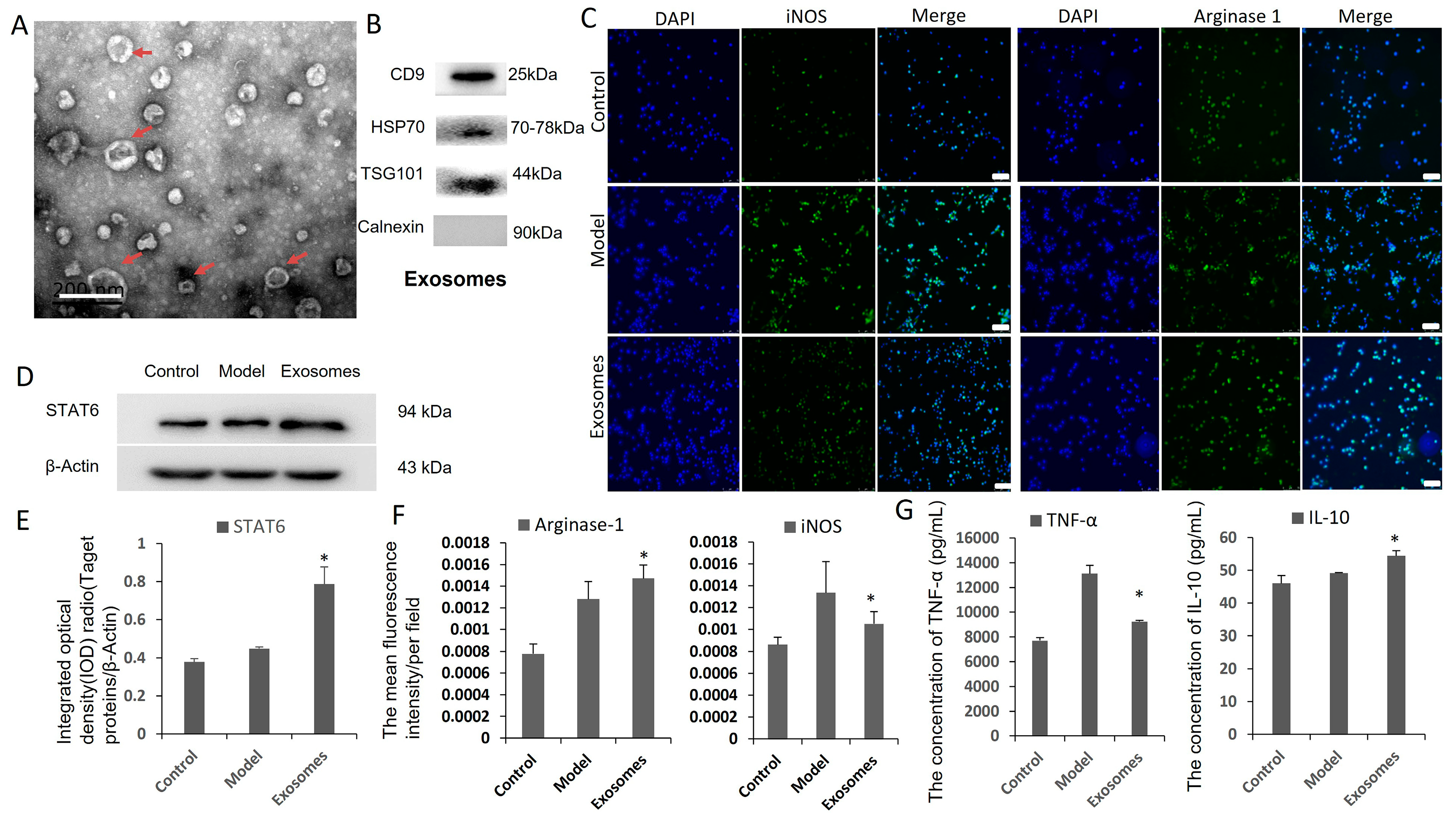 Cells 12 01936 g007 Cells 12 01936 g007