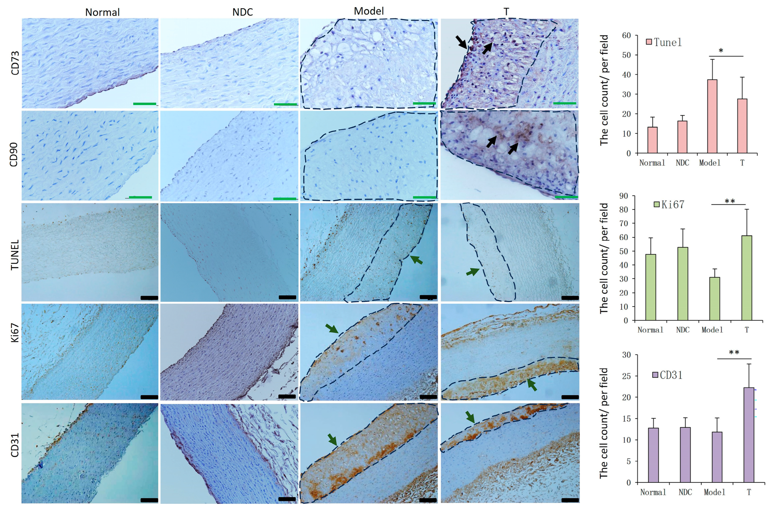 Cells 12 01936 g008 Cells 12 01936 g008