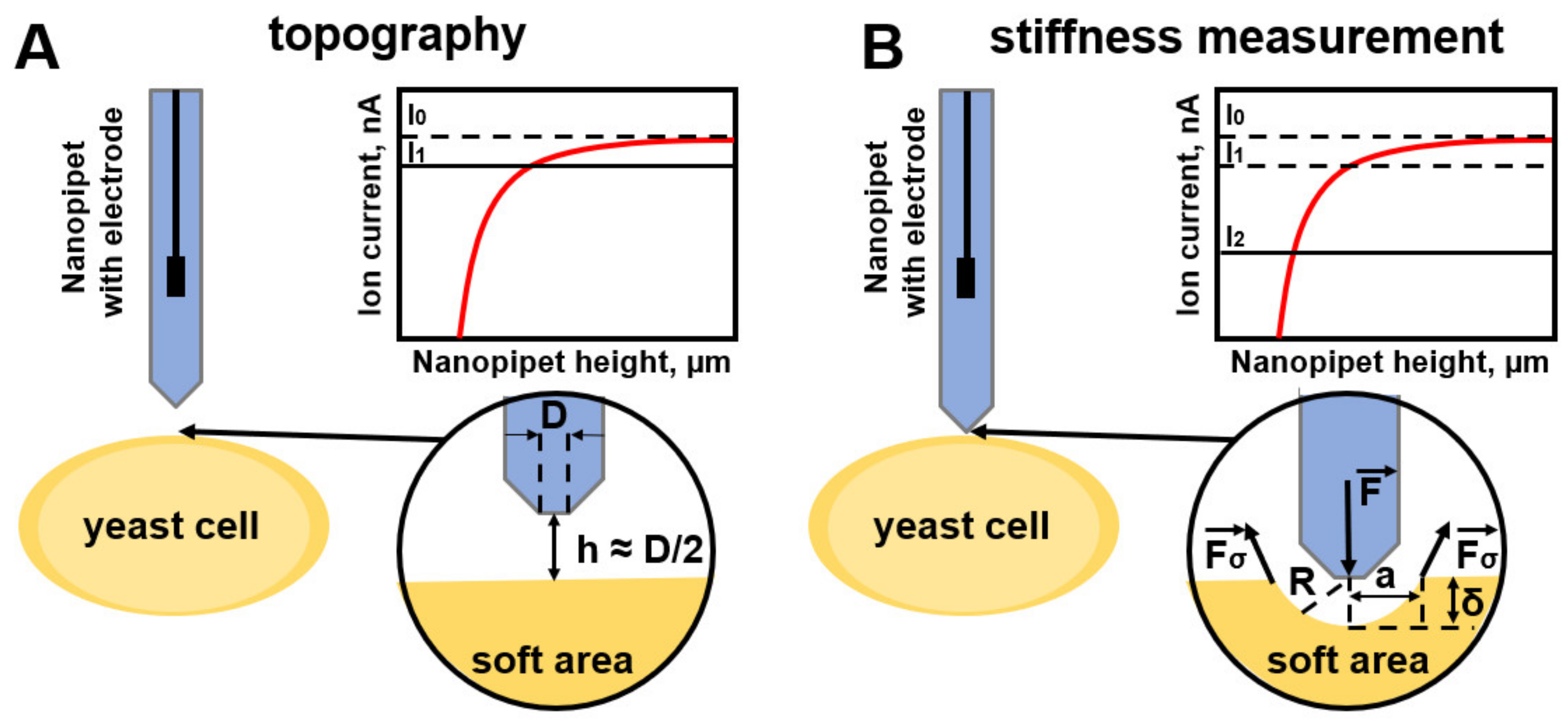 Cells 12 01946 g004 Cells 12 01946 g004