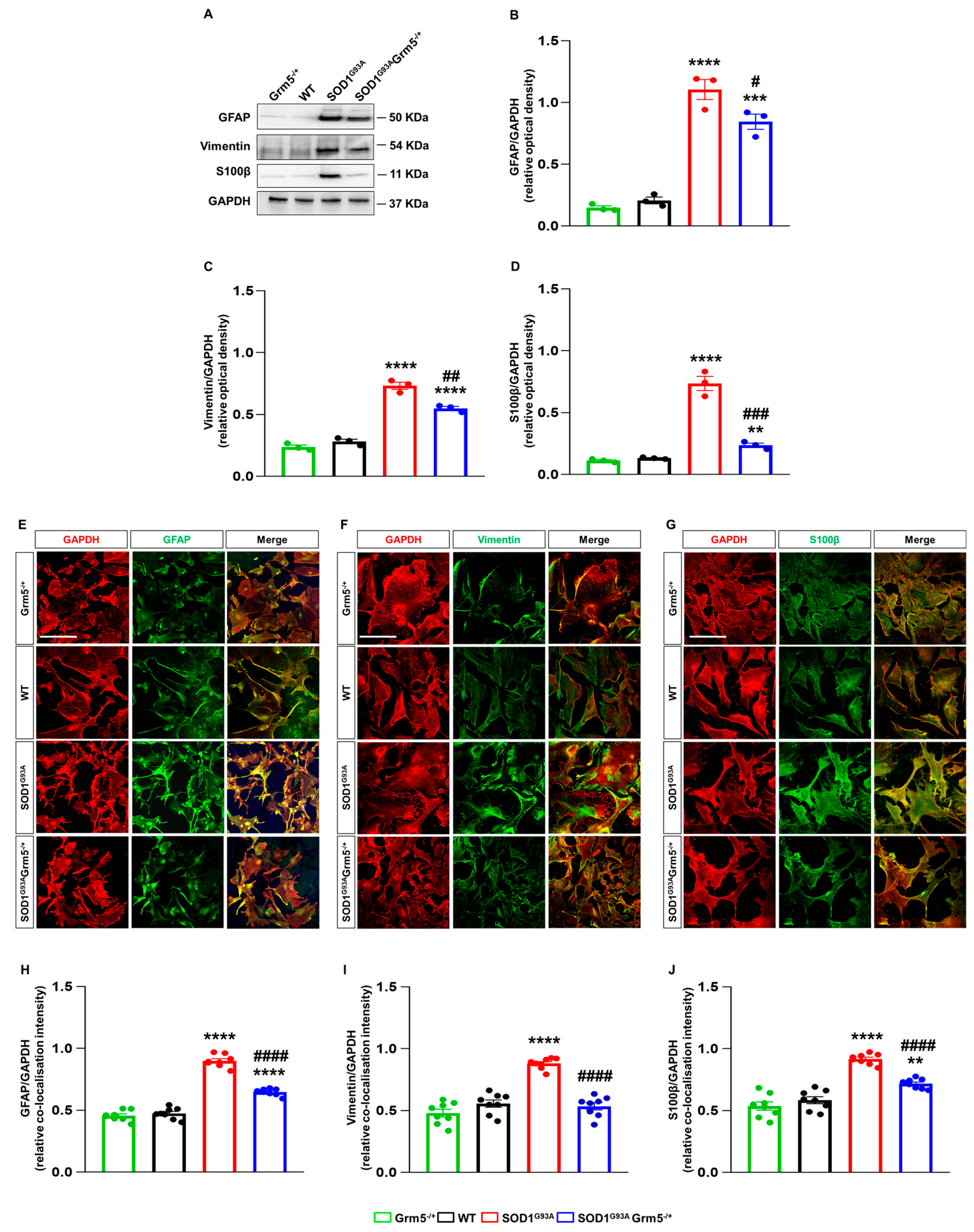 Cells 12 01952 g003 Cells 12 01952 g003