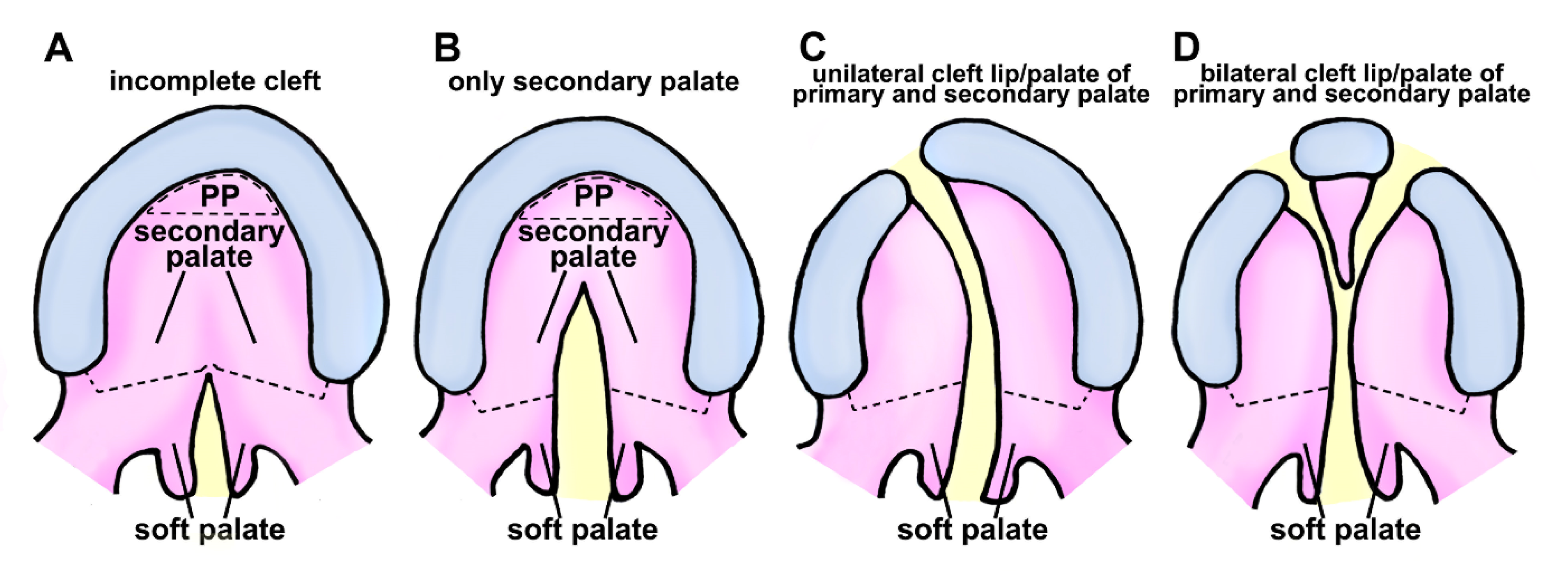 Cells Free FullText Gene Regulatory Networks and Signaling