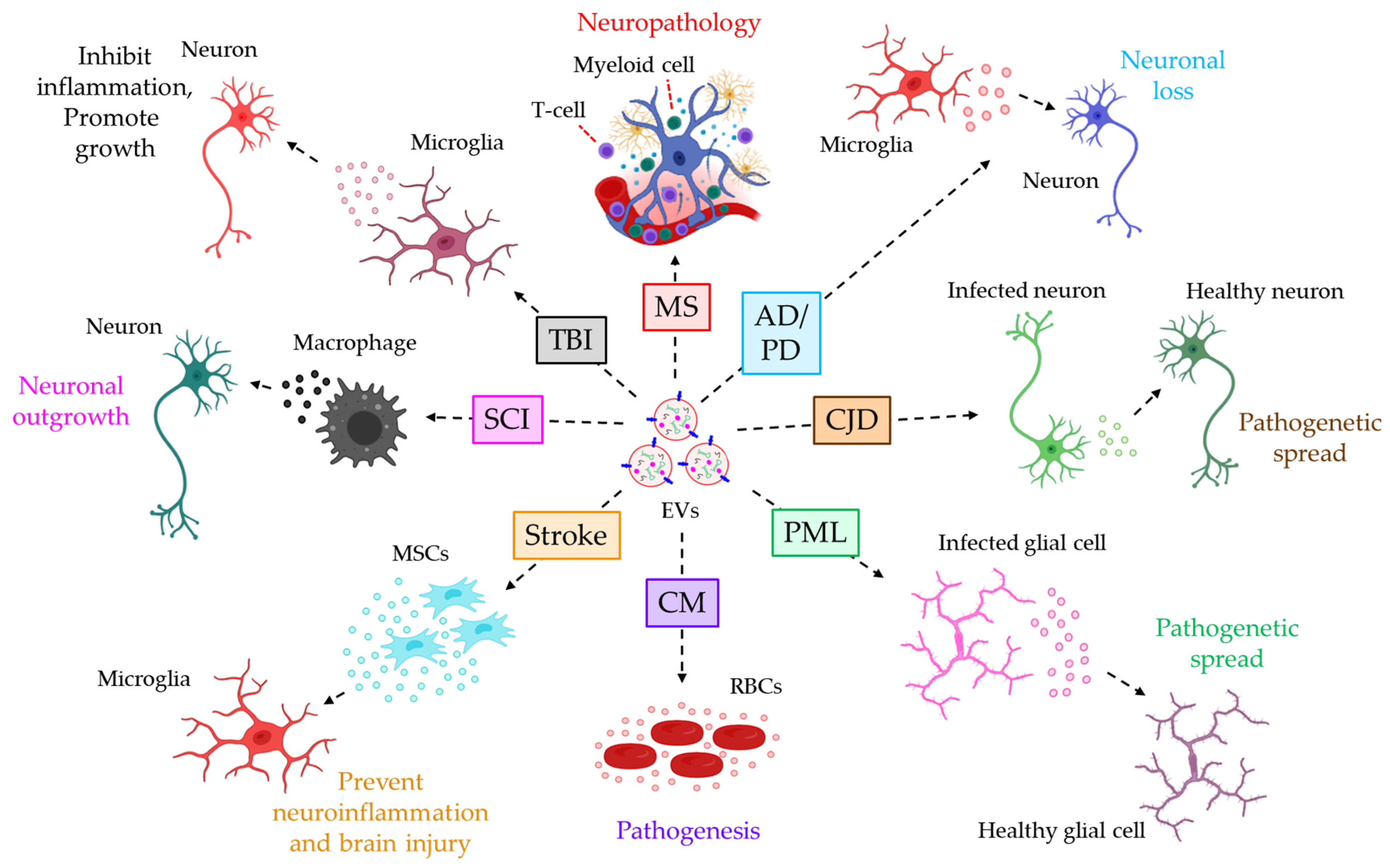 Cells 12 01963 g002 Cells 12 01963 g002