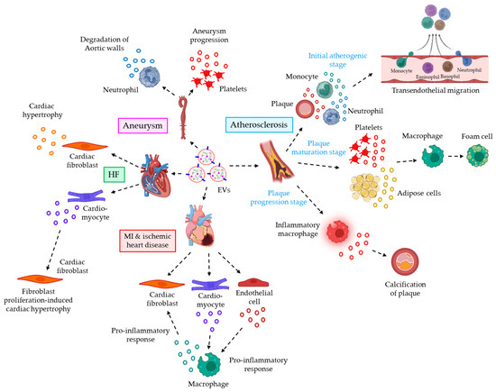 Beyond Macromolecules: Extracellular Vesicles as Regulators Beyond Macromolecules: Extracellular Vesicles as Regulators