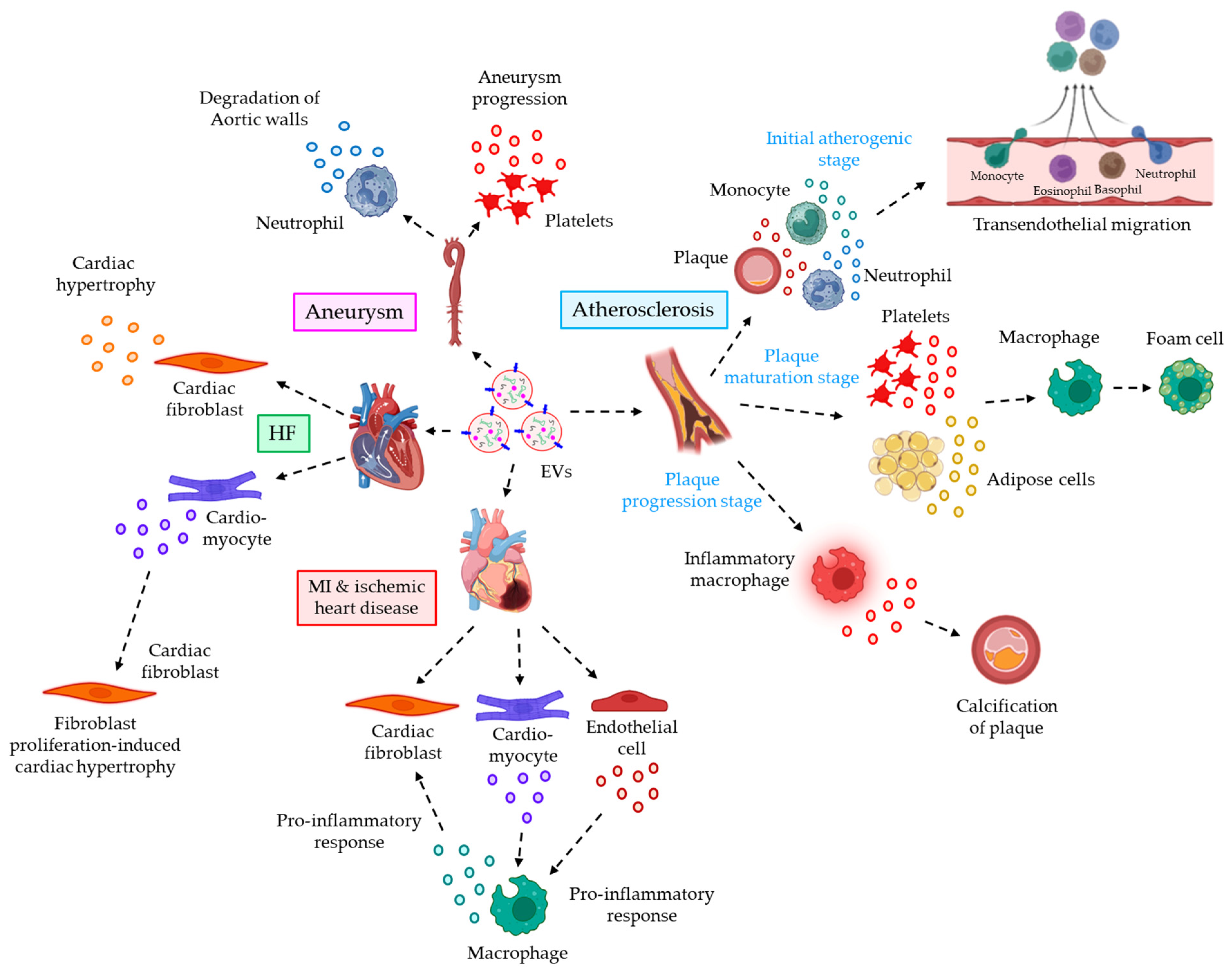 Cells 12 01963 g003 Cells 12 01963 g003