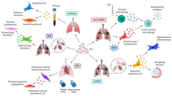 【限定セール！】 Extracellular Macromolecules: Beyond Vesicles Regulators as その他