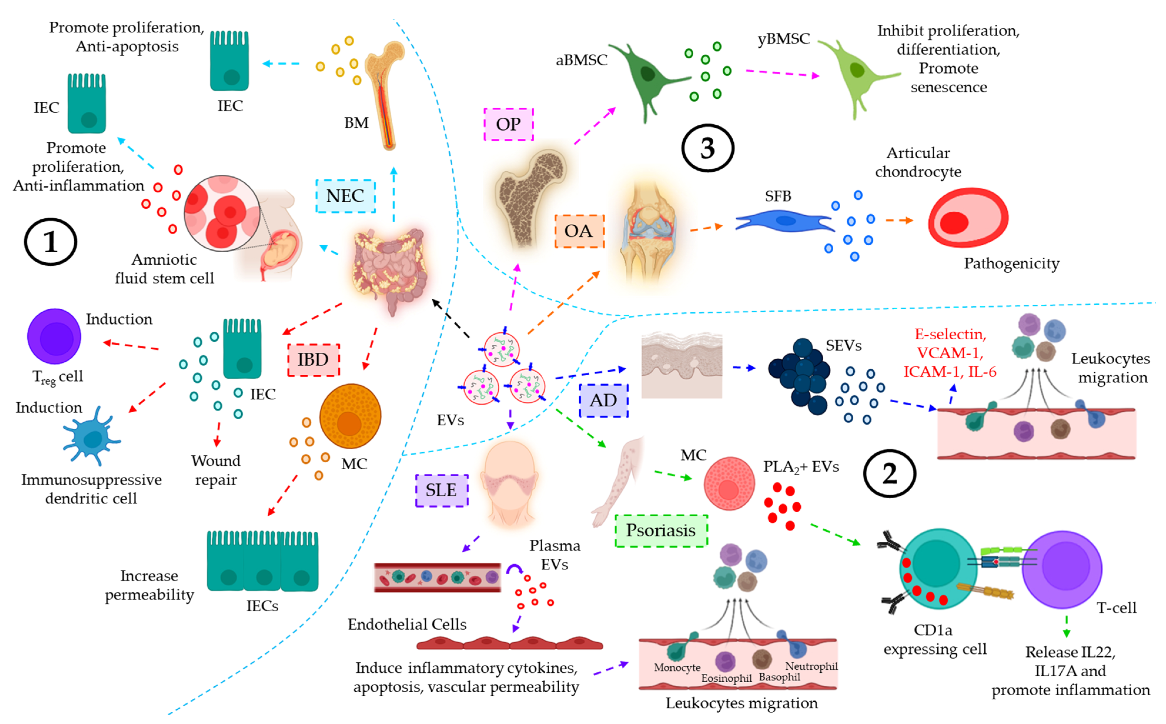Cells 12 01963 g005 Cells 12 01963 g005