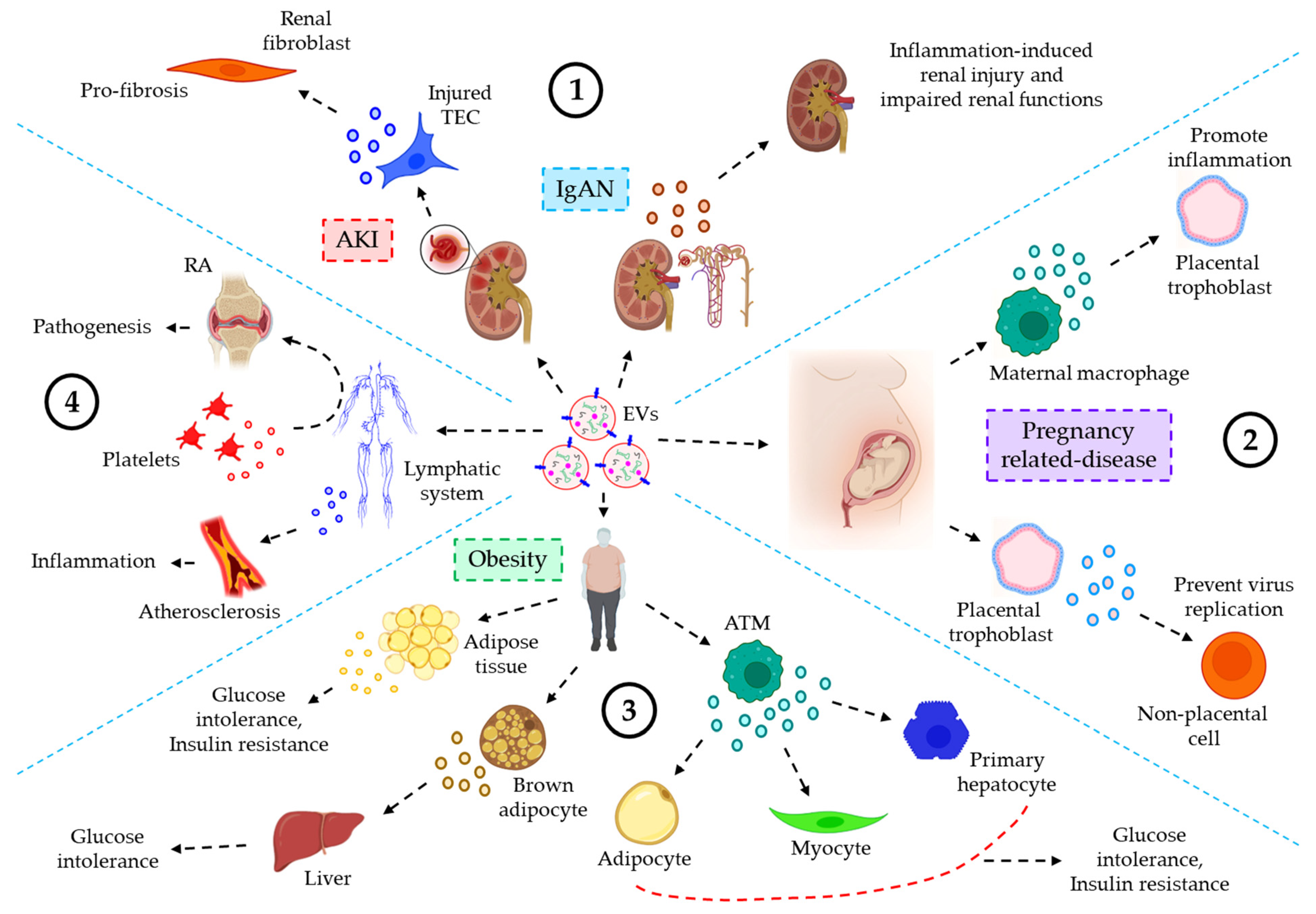 Cells 12 01963 g006 Cells 12 01963 g006