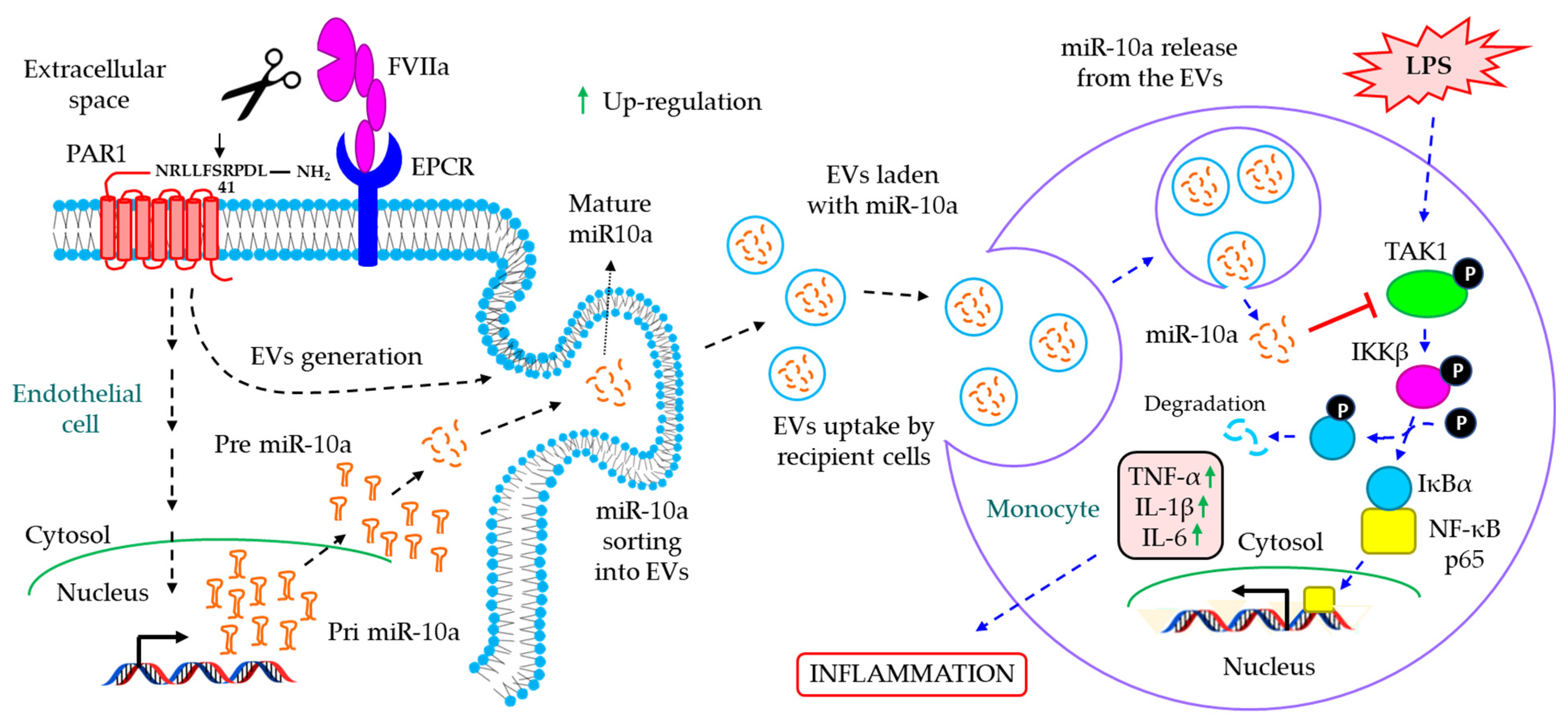 Cells 12 01963 g007 Cells 12 01963 g007