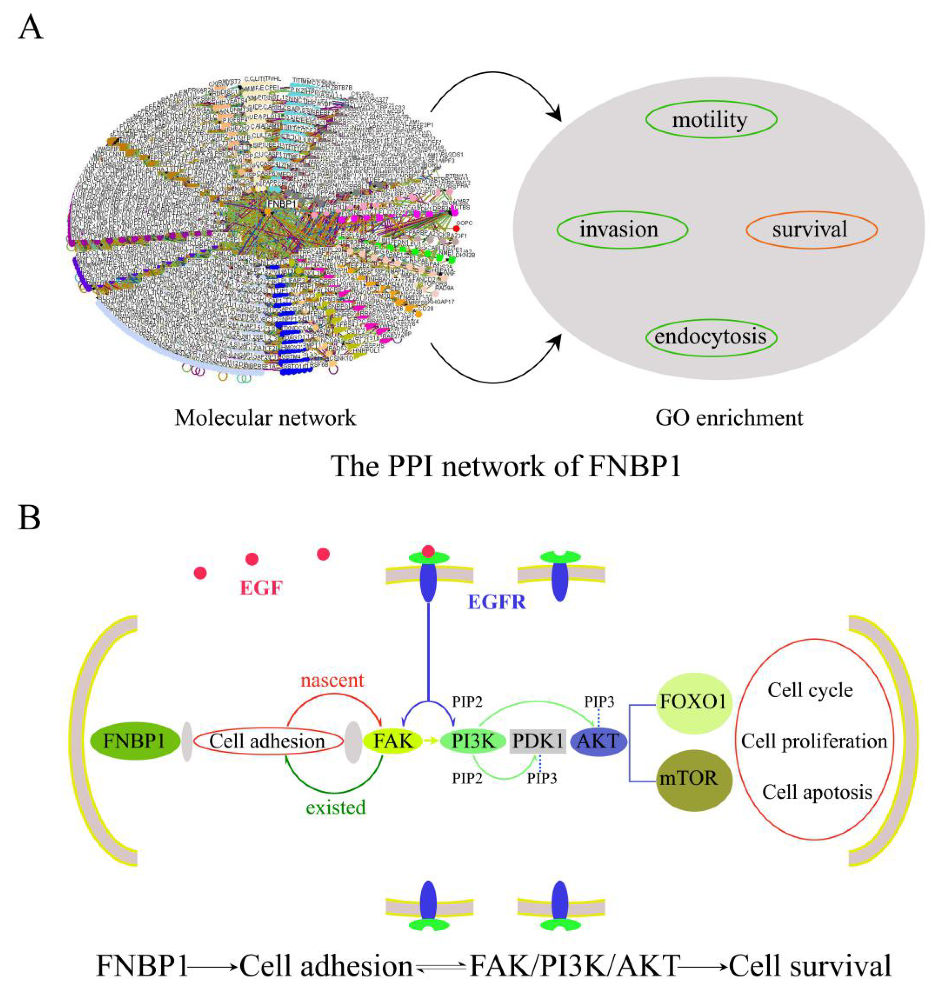 Cells 12 01964 g007 Cells 12 01964 g007