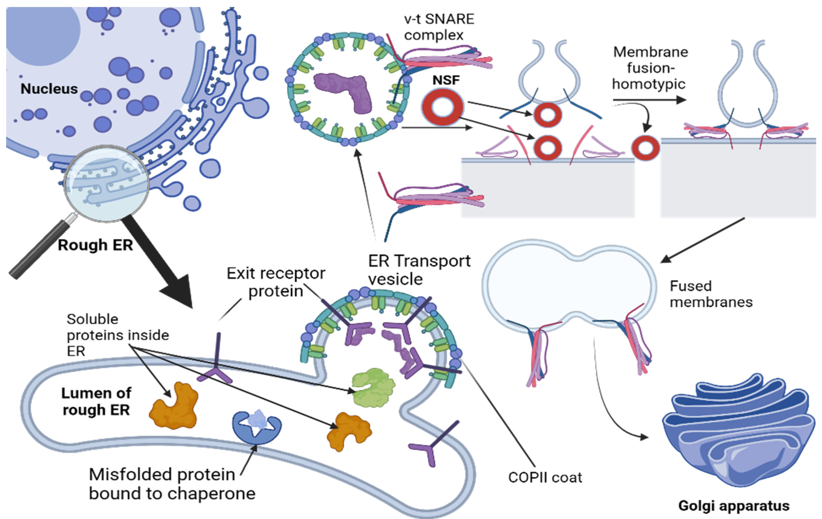 The Golgi Apparatus: A Voyage through Time, Structure, Function 
