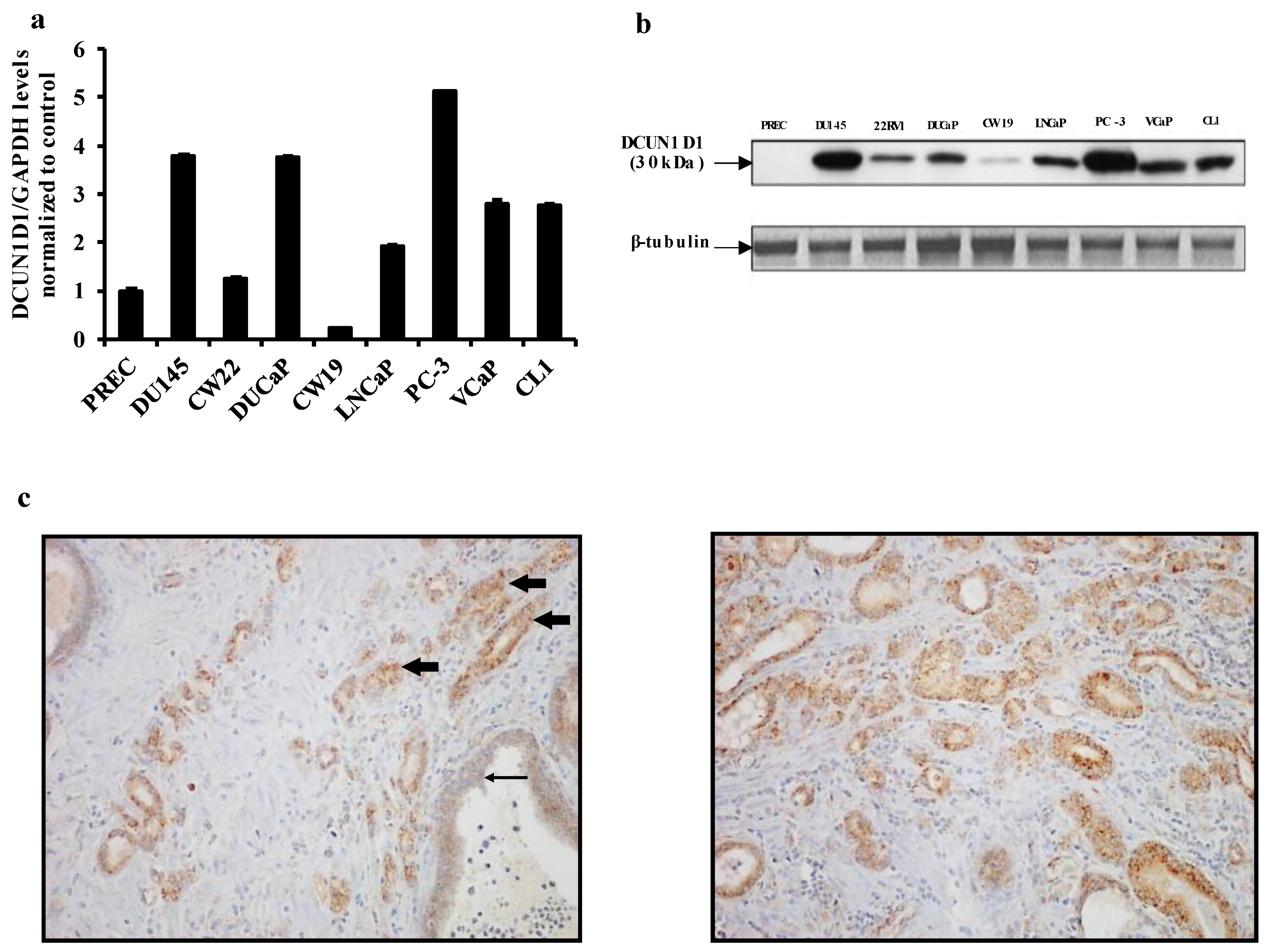 Cells 12 01973 g001 Cells 12 01973 g001