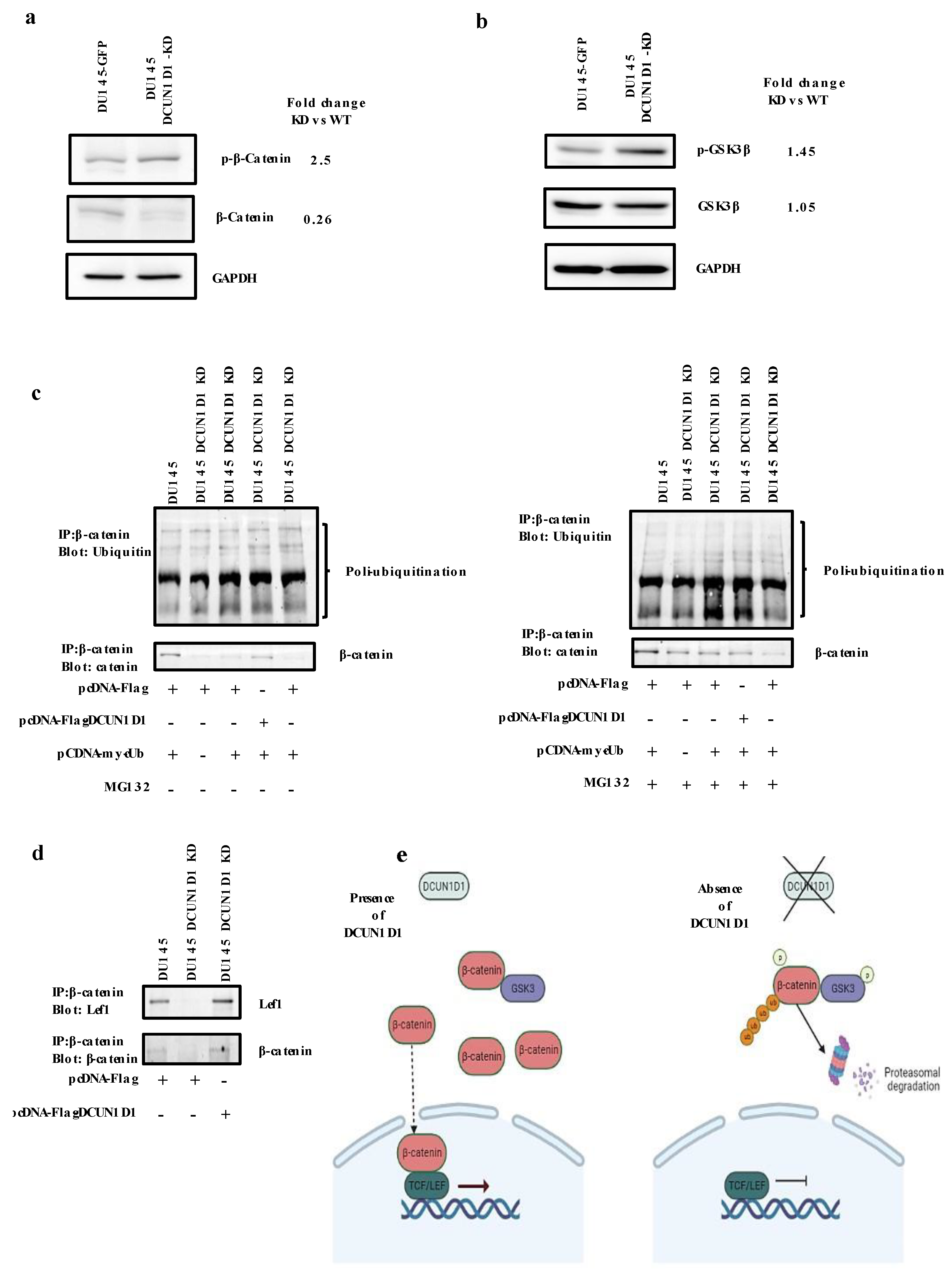 Cells 12 01973 g006 Cells 12 01973 g006