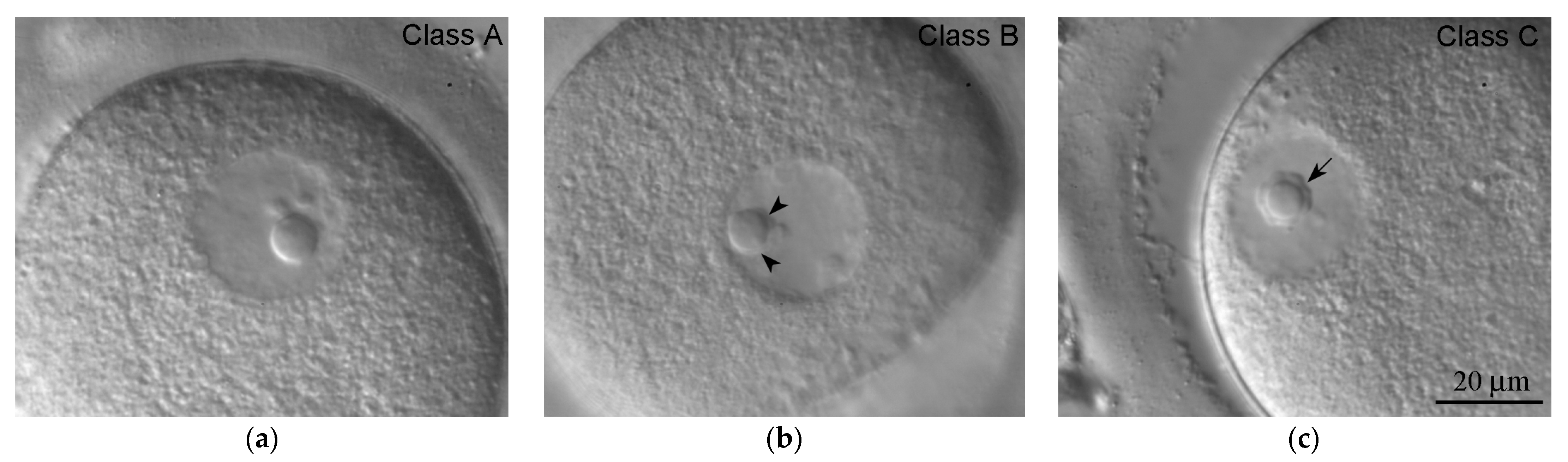 Cells 12 01976 g005 Cells 12 01976 g005