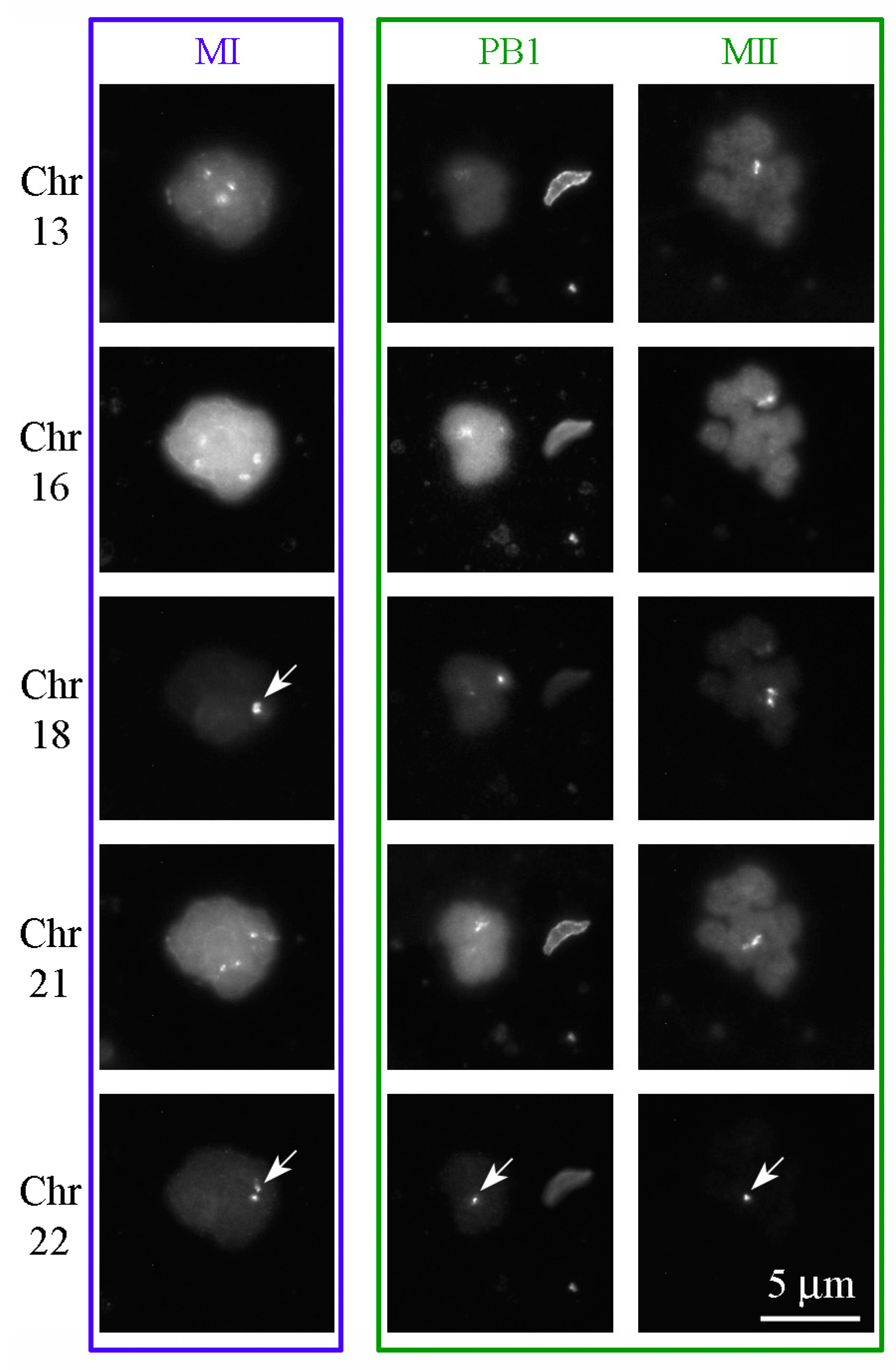 Cells 12 01976 g009 Cells 12 01976 g009