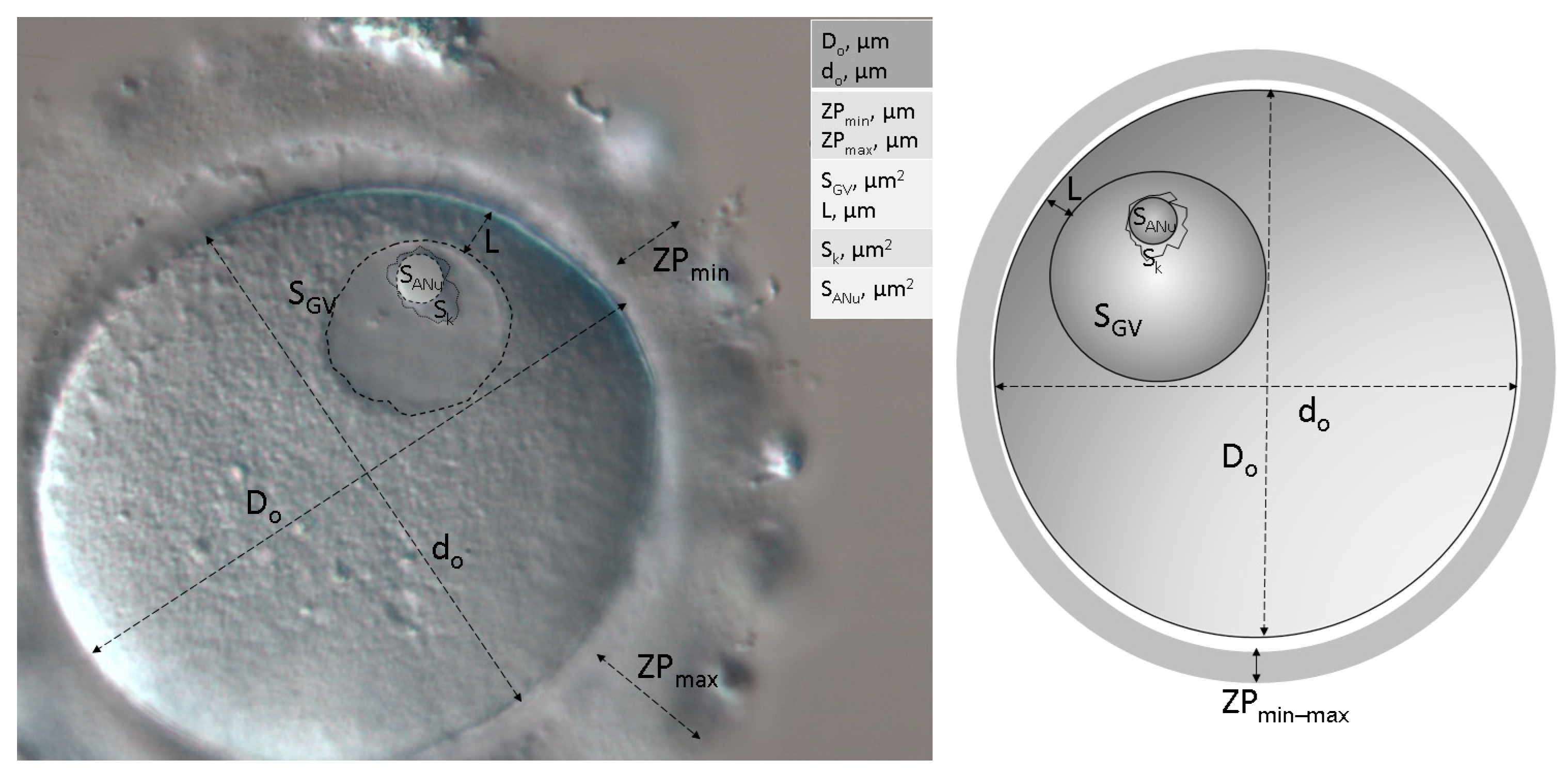 Cells 12 01976 g0a1 Cells 12 01976 g0a1