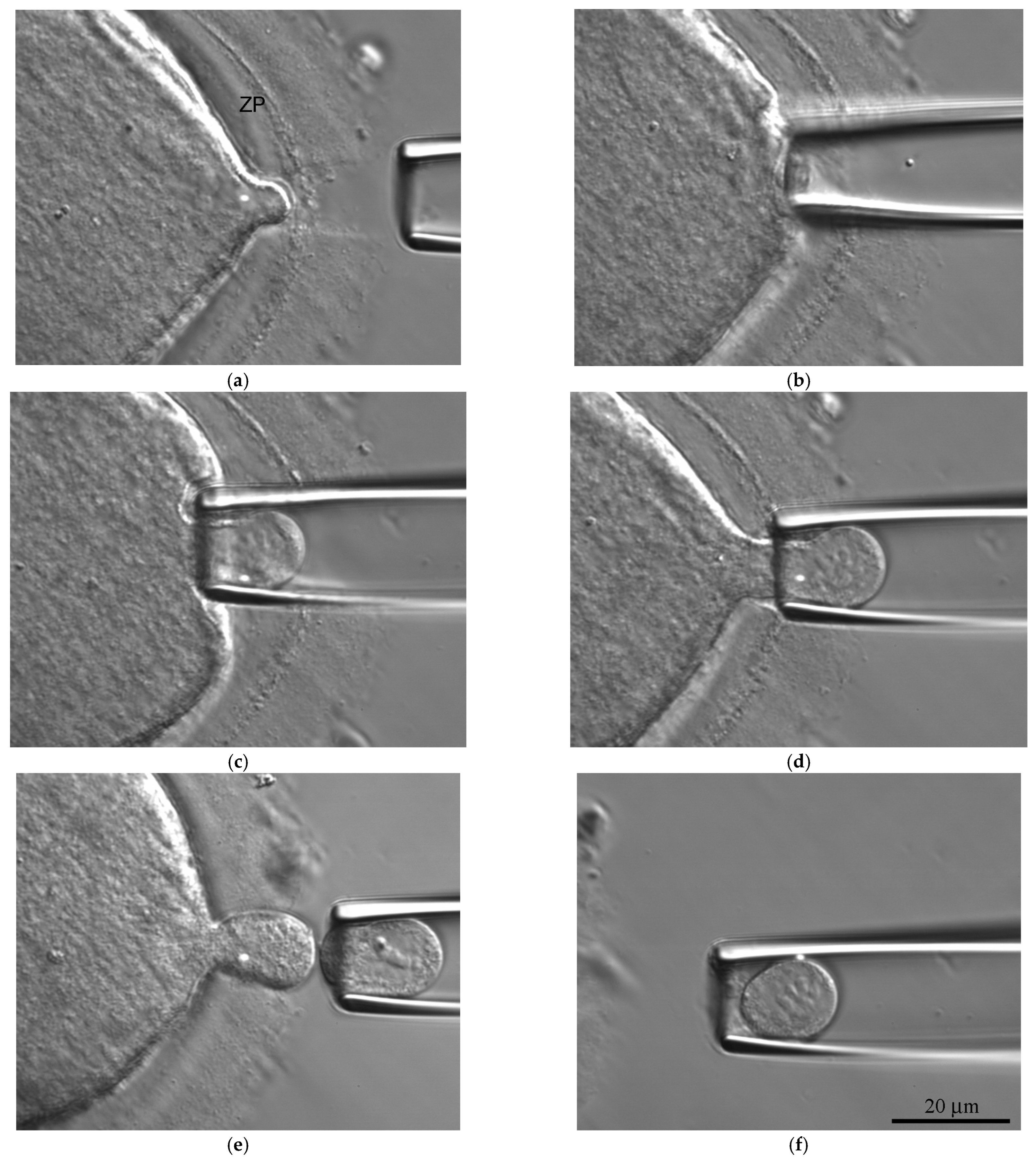 Cells 12 01976 g0a2 Cells 12 01976 g0a2