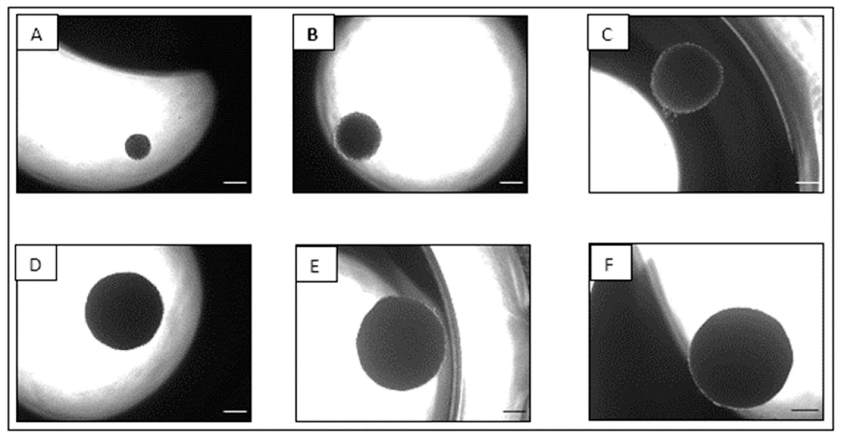Cells 12 01980 g001 Cells 12 01980 g001