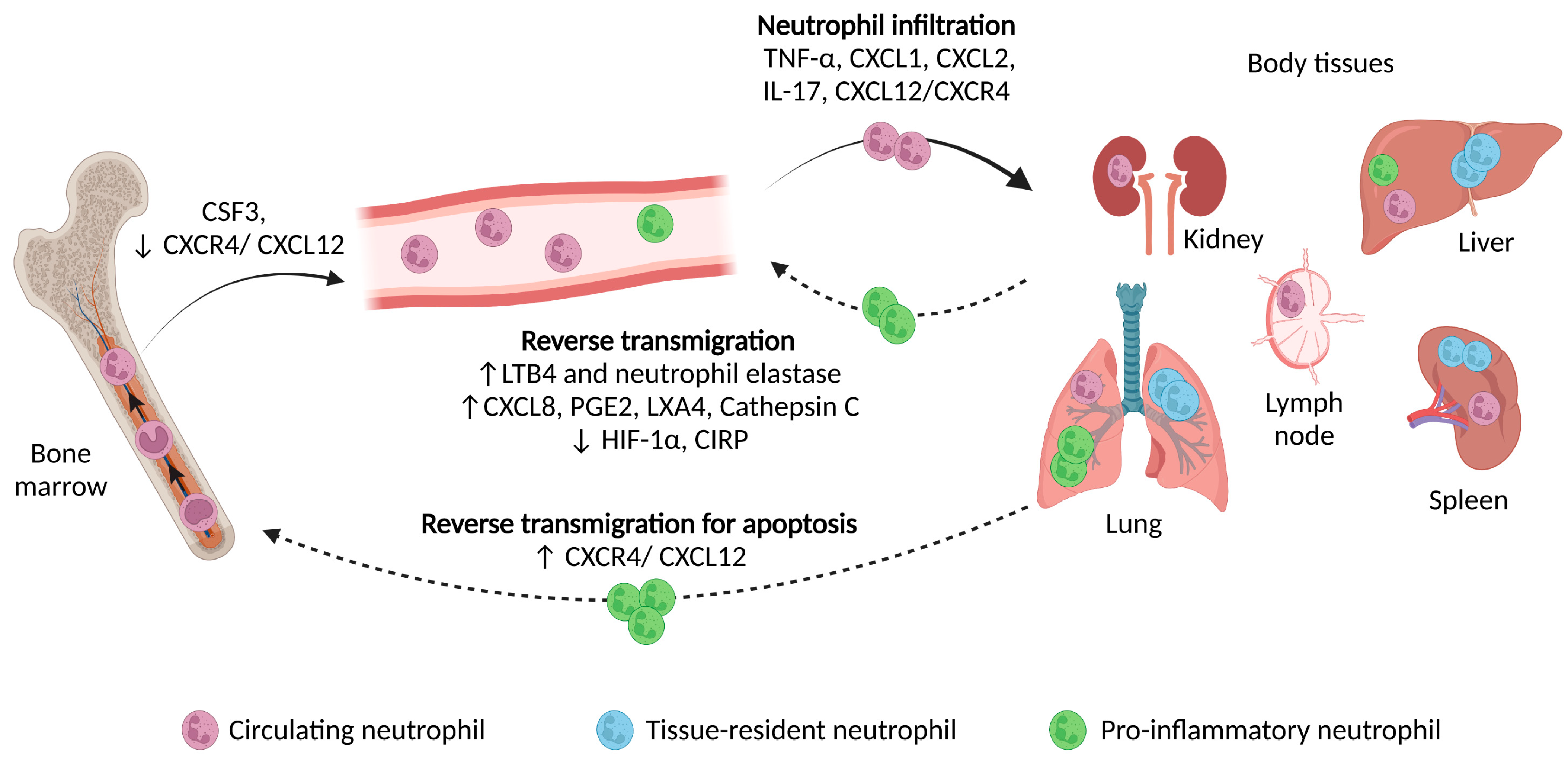 The Role of Cytokines in Neutrophil Development, Tissue Homing 