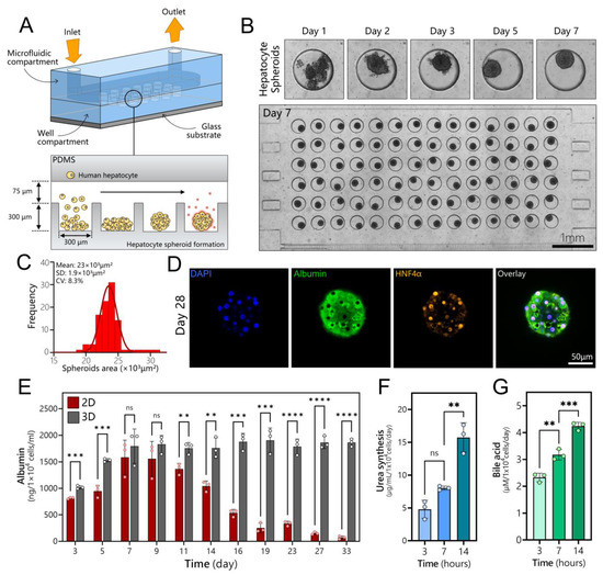 Guiding Hepatic Differentiation of Pluripotent Stem Cells Using 3D ...