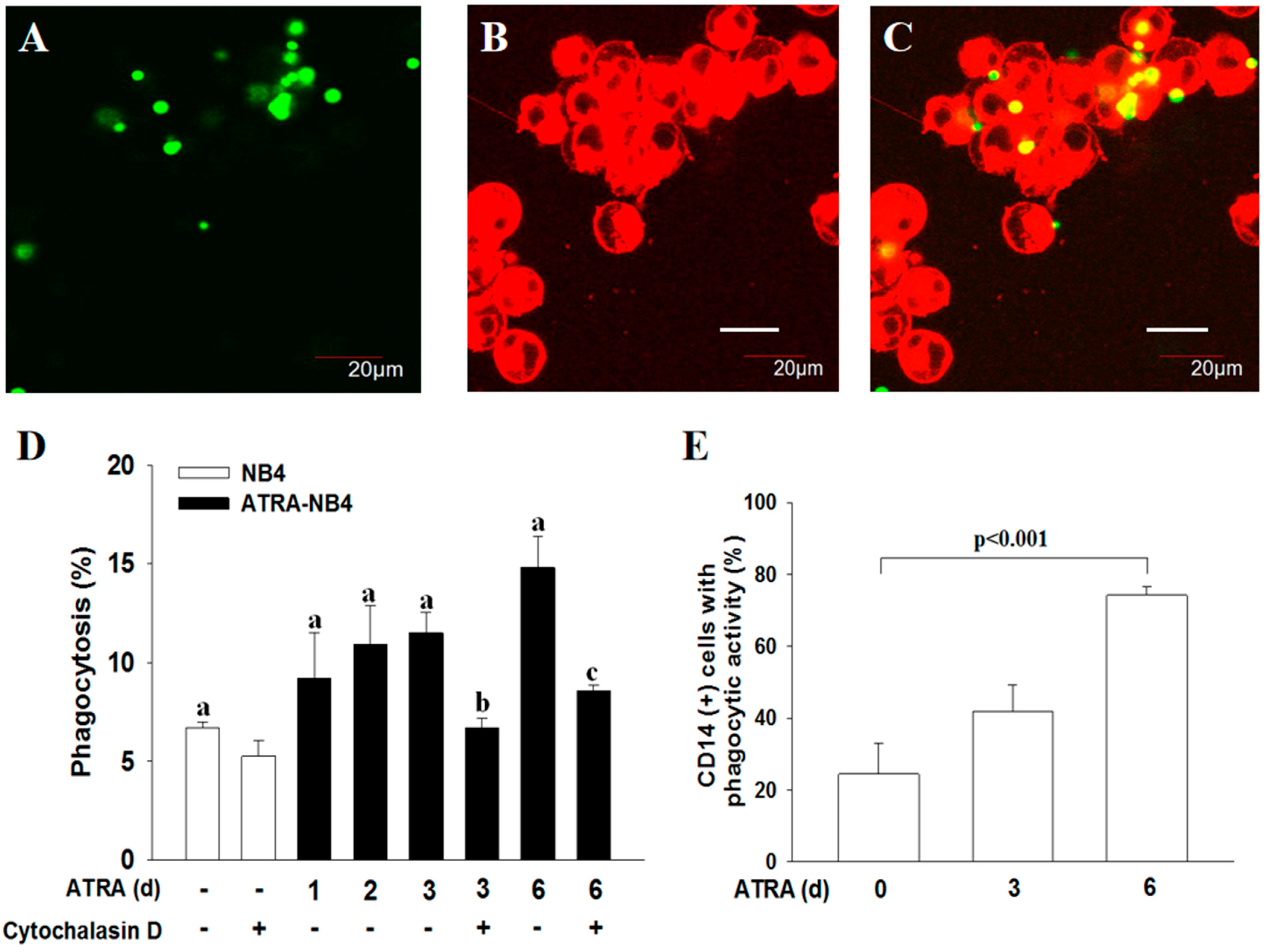Cells 12 01983 g002 Cells 12 01983 g002