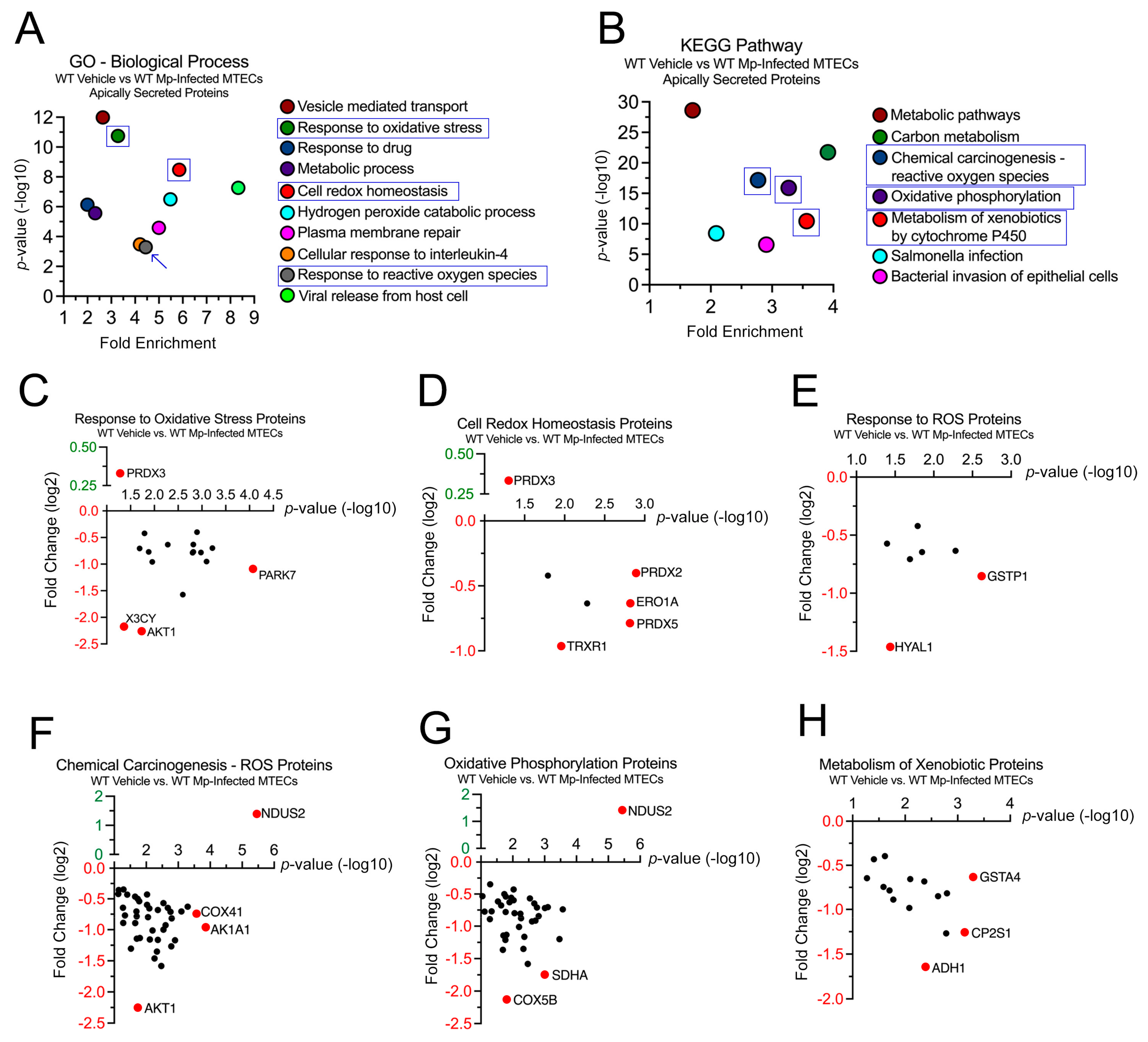 Cells 12 01984 g002 Cells 12 01984 g002
