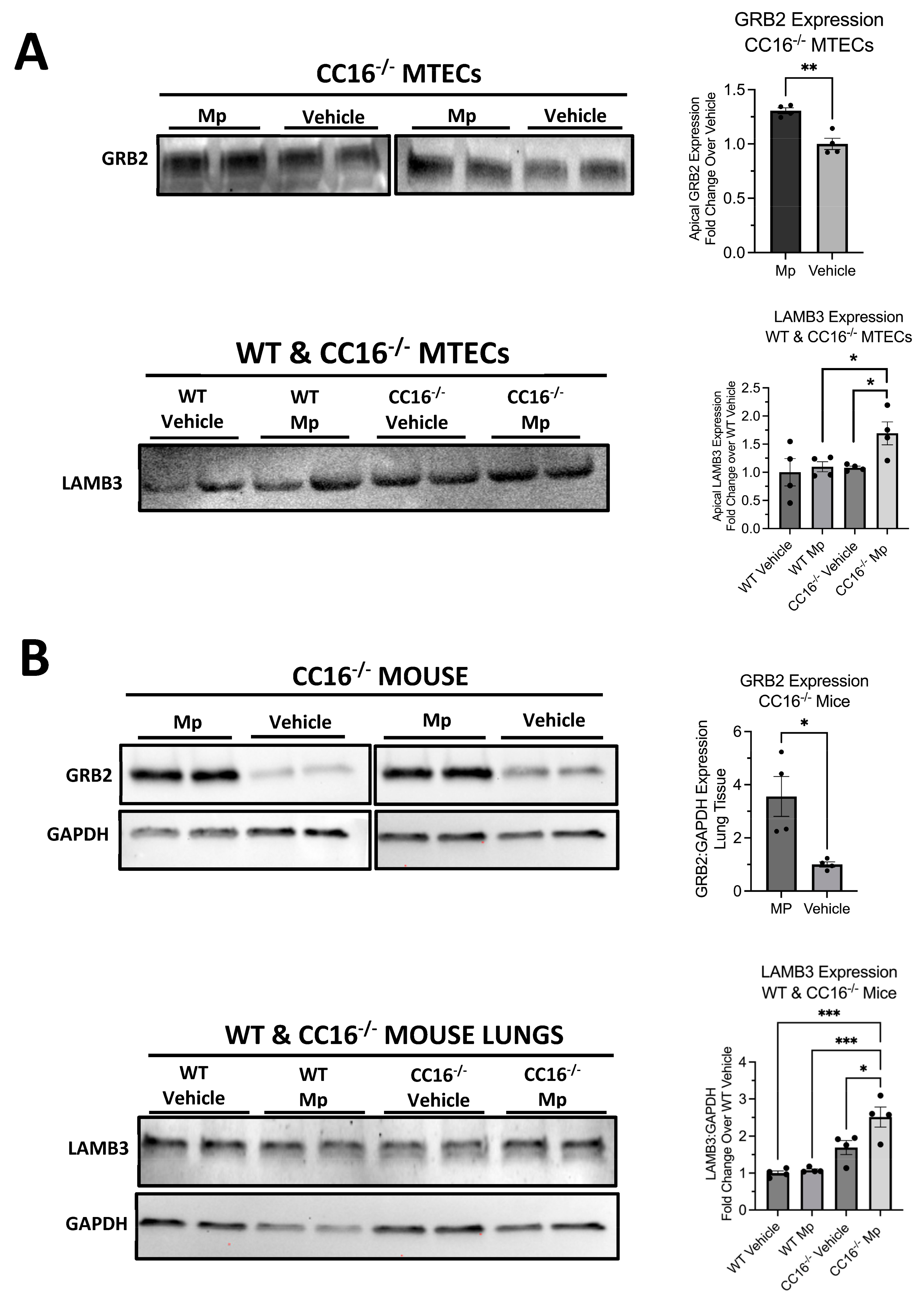 Cells 12 01984 g007 Cells 12 01984 g007
