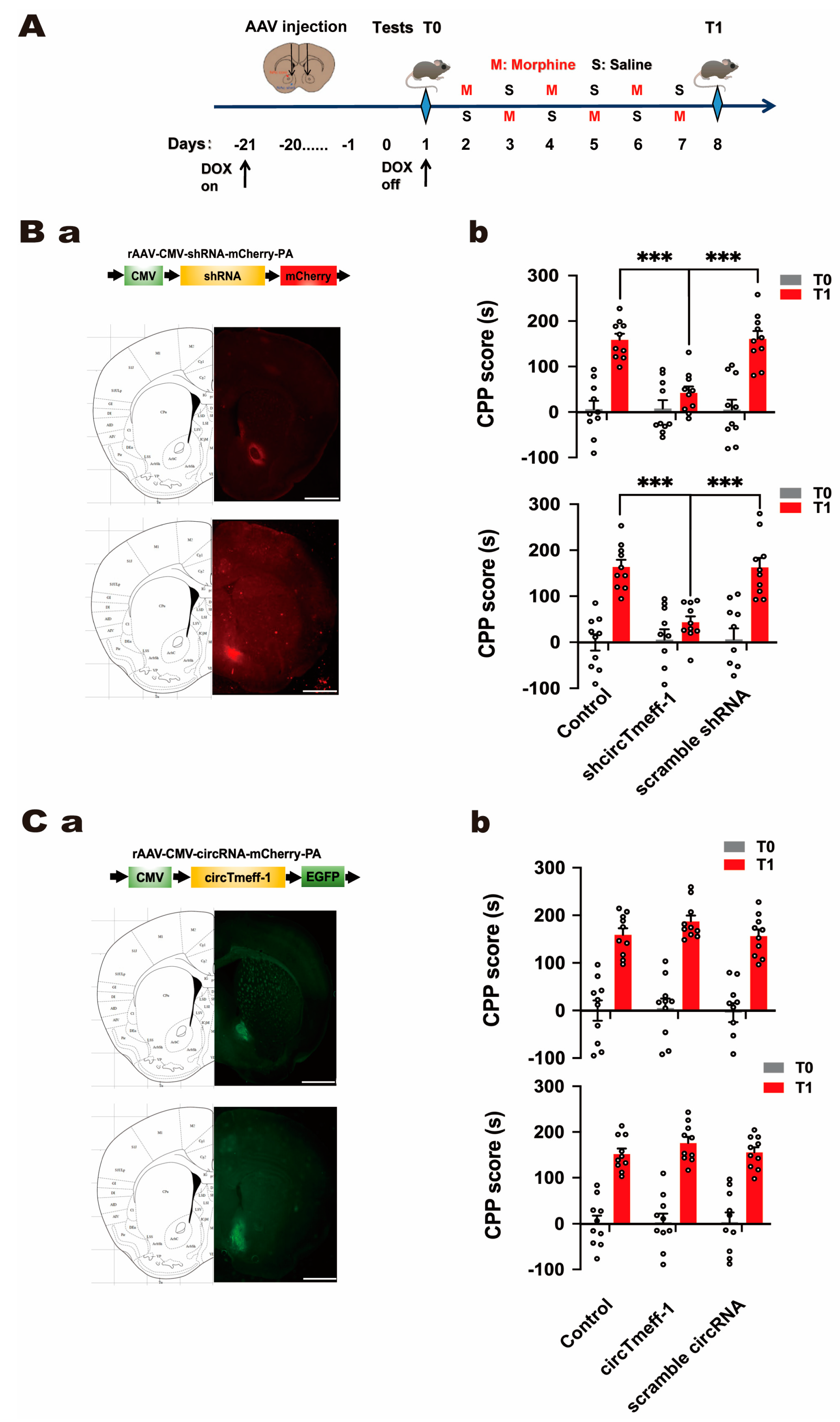 Cells 12 01985 g003 Cells 12 01985 g003