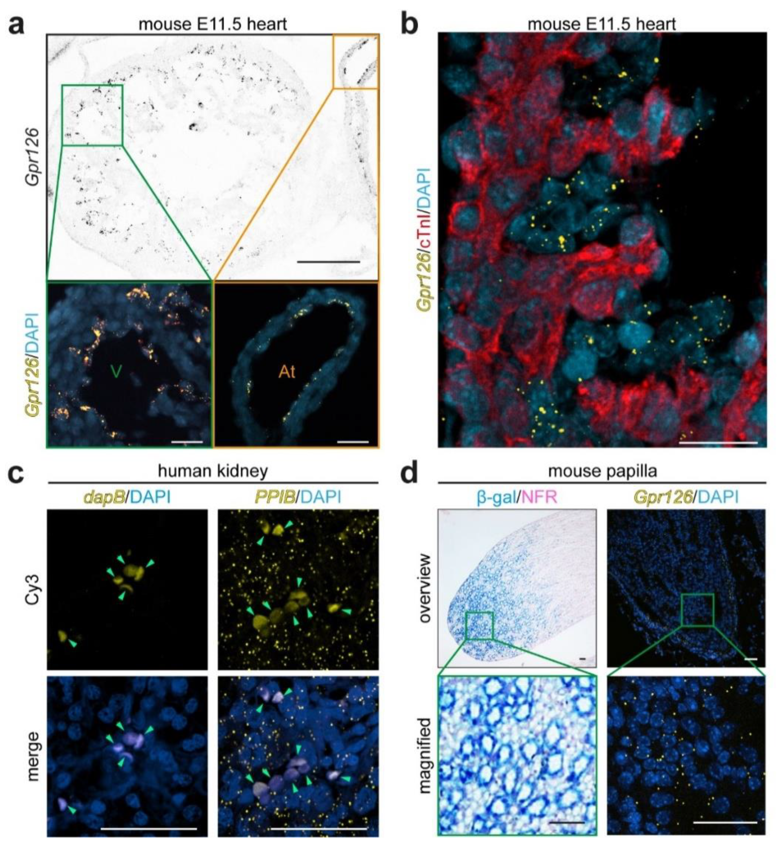 Cells 12 01988 g001 Cells 12 01988 g001
