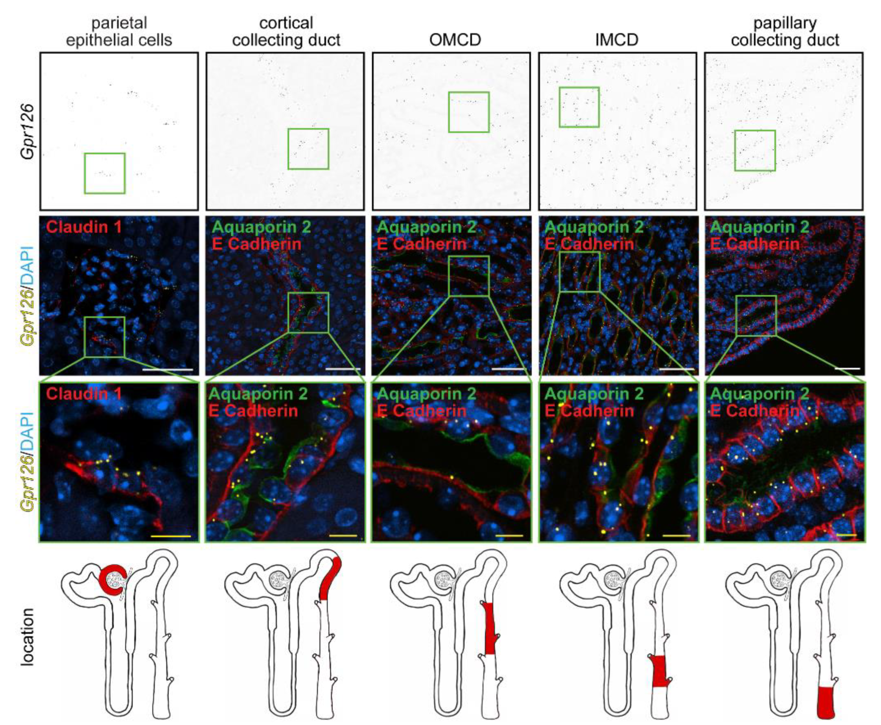 Cells 12 01988 g003 Cells 12 01988 g003