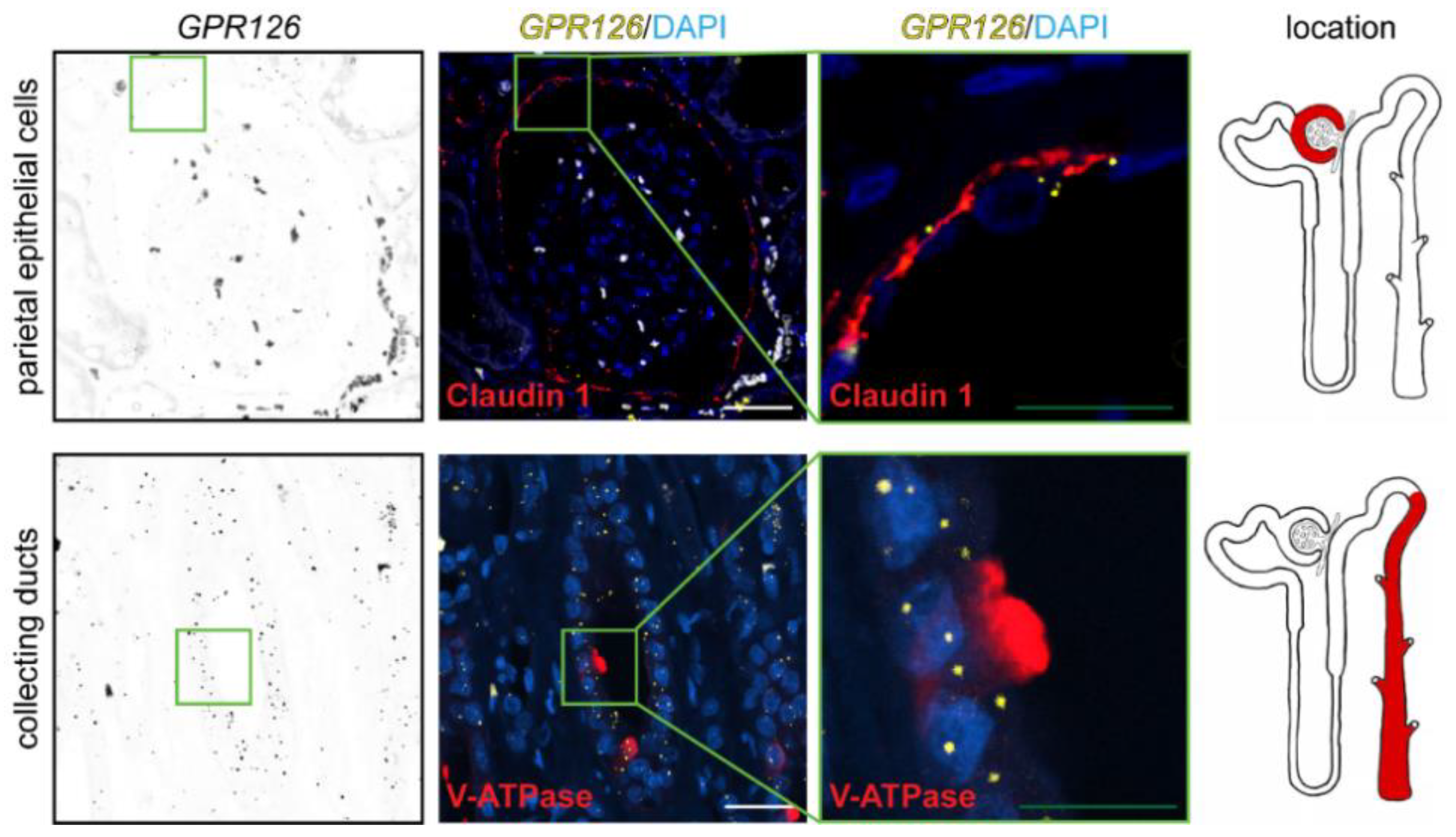 Cells 12 01988 g004 Cells 12 01988 g004