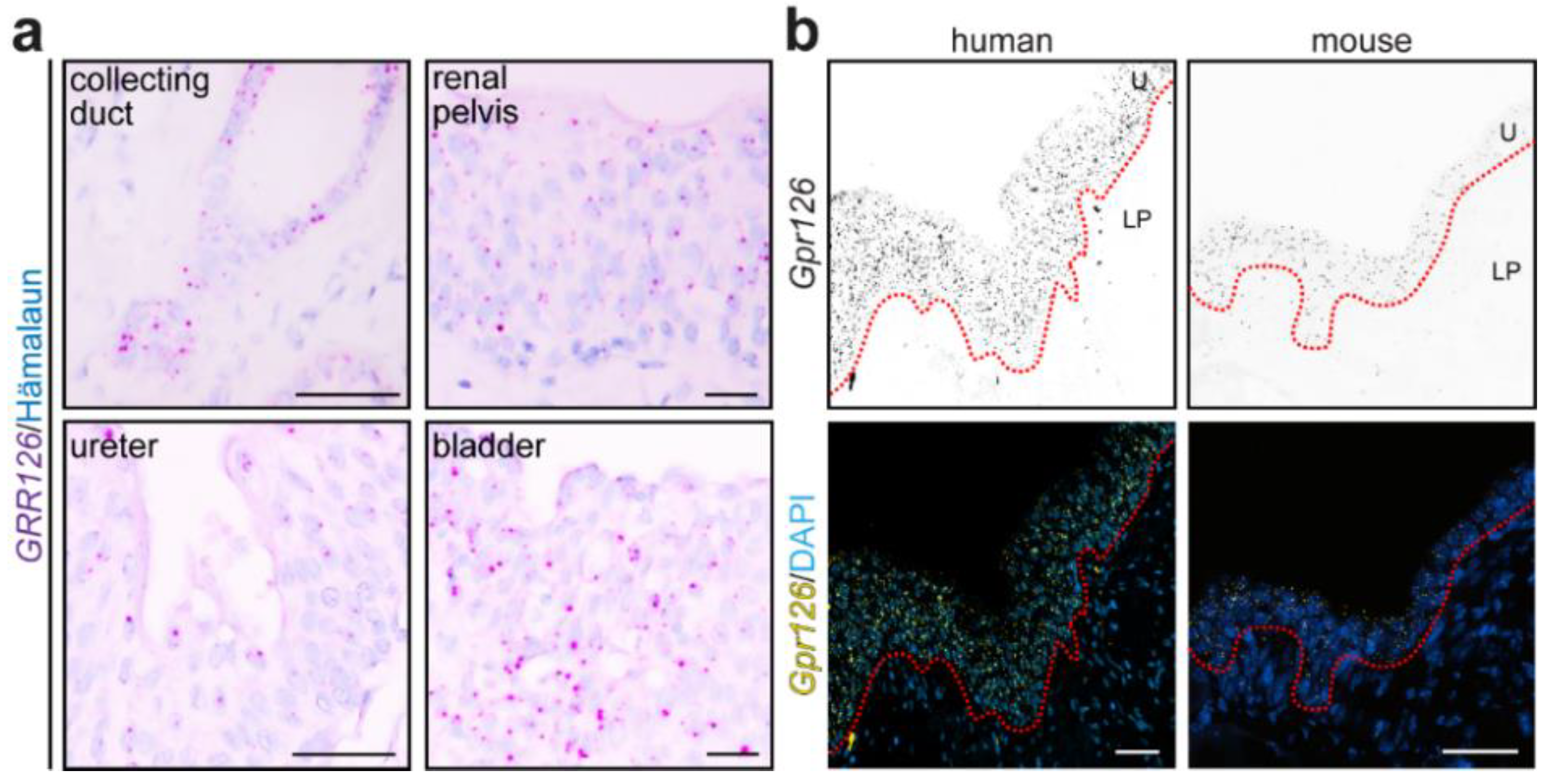 Cells 12 01988 g005 Cells 12 01988 g005