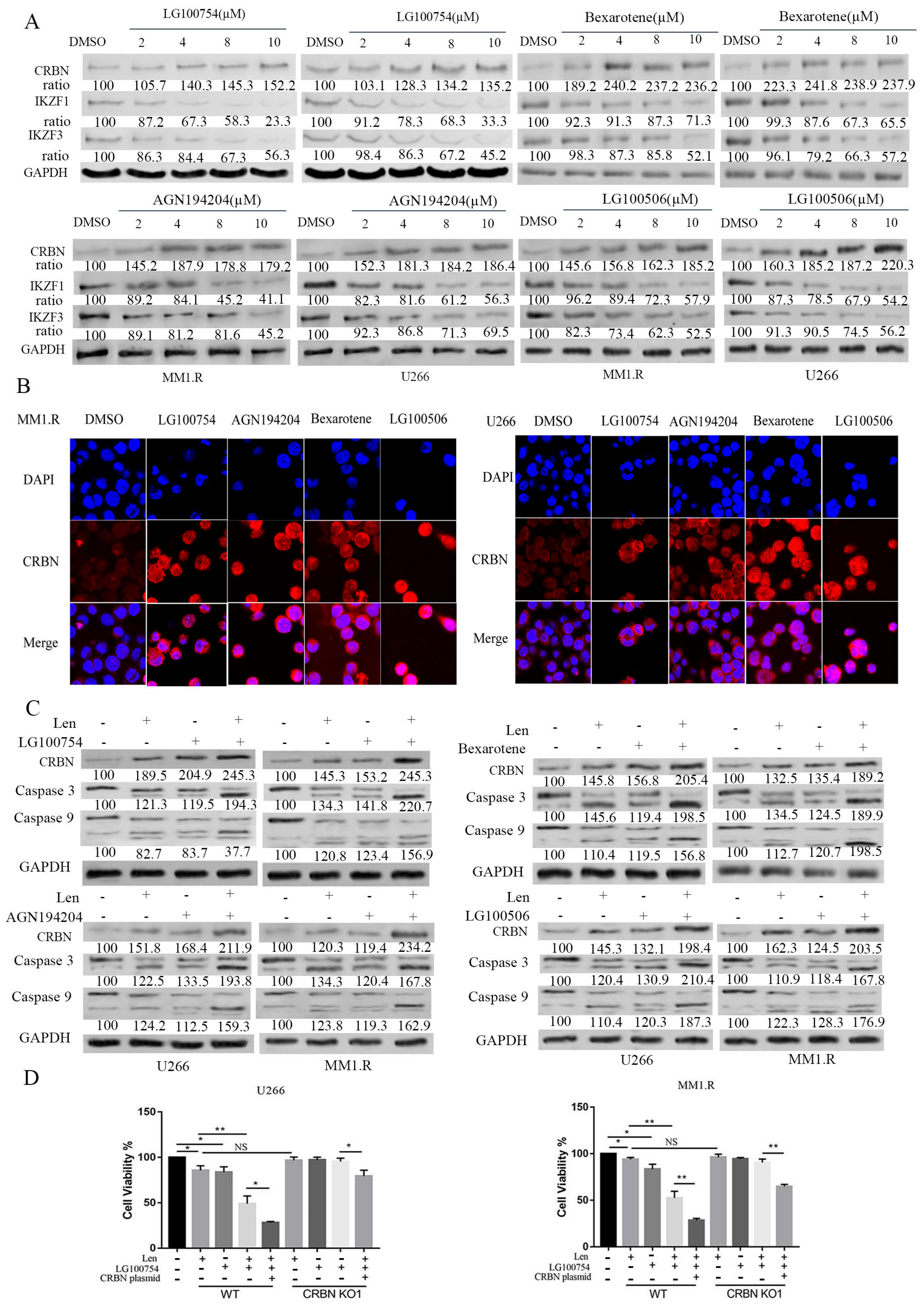 Cells 12 01993 g002 Cells 12 01993 g002