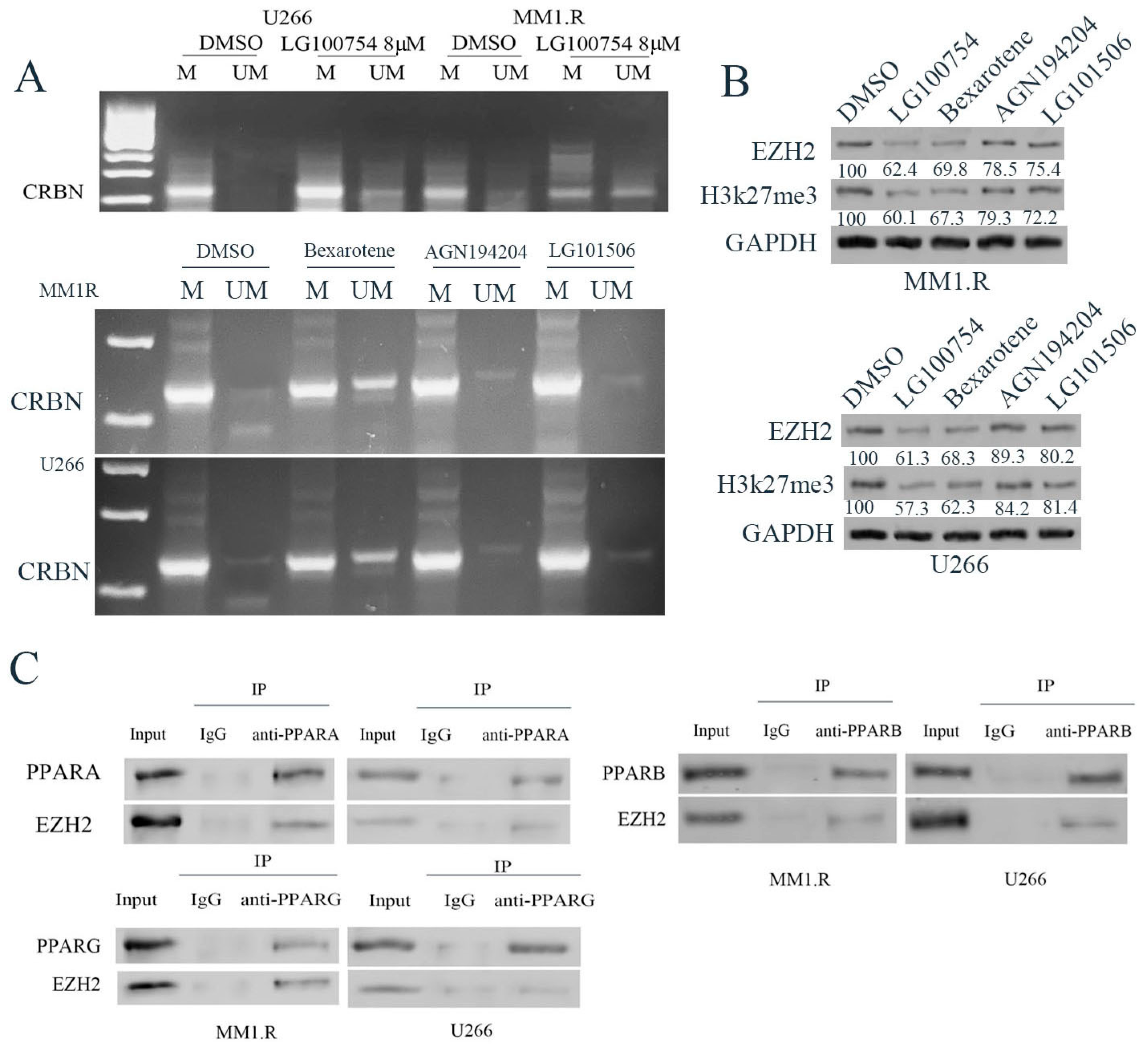 Cells 12 01993 g004 Cells 12 01993 g004