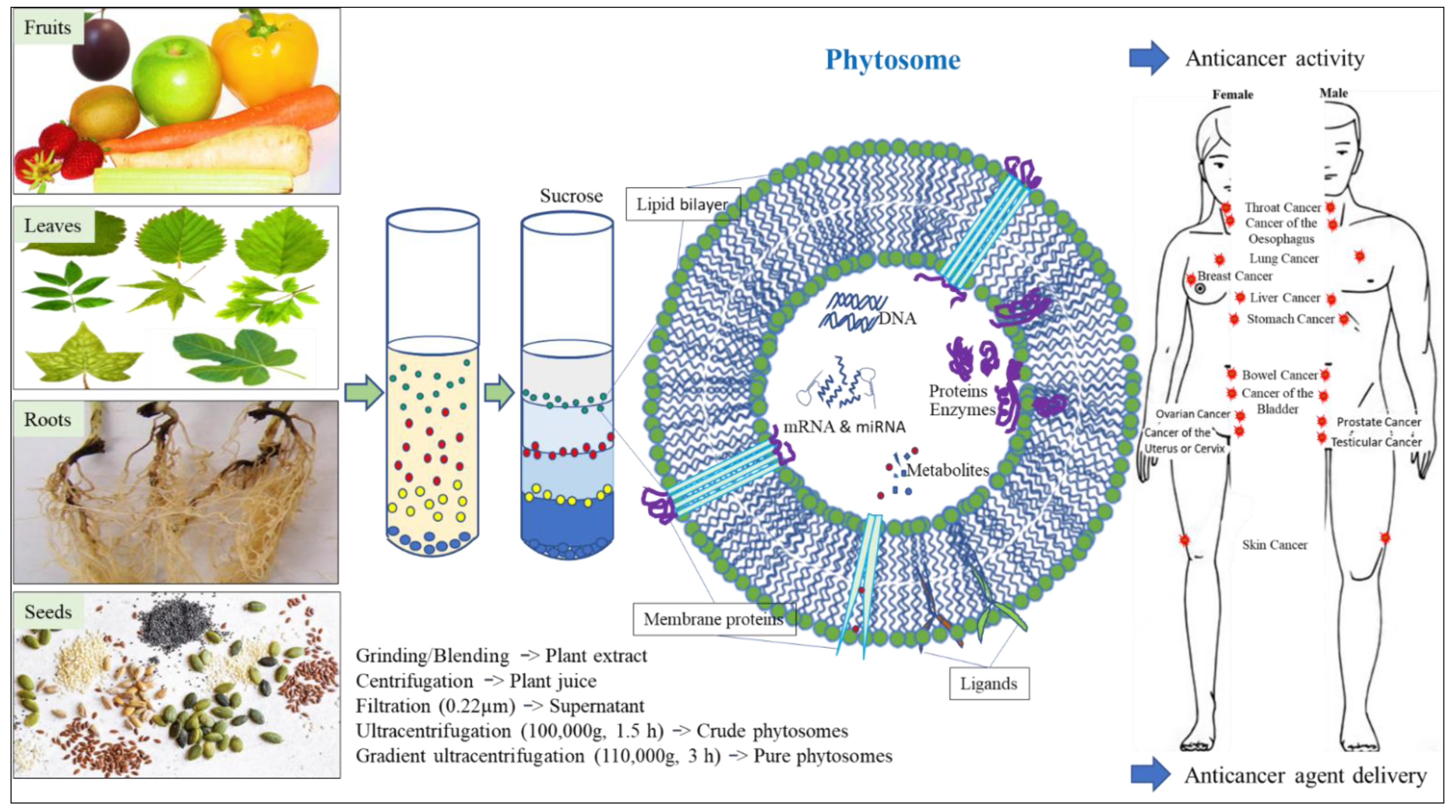Cells 12 01999 g001 Cells 12 01999 g001