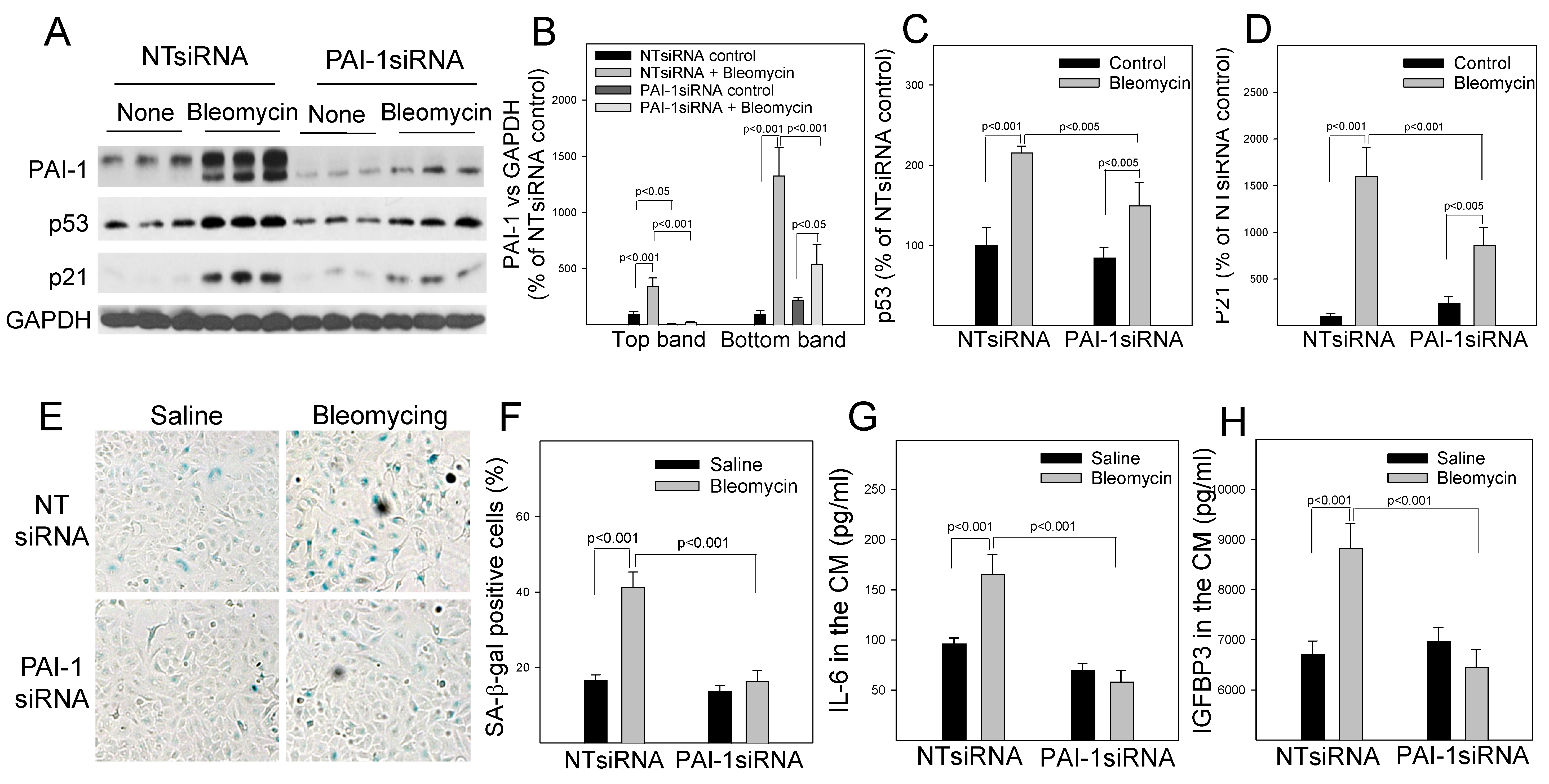 Cells 12 02008 g004 Cells 12 02008 g004