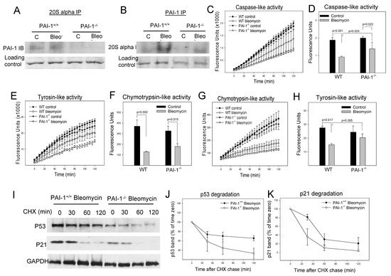 PAI-1 Regulation of p53 Expression and Senescence in Type II Alveolar ...